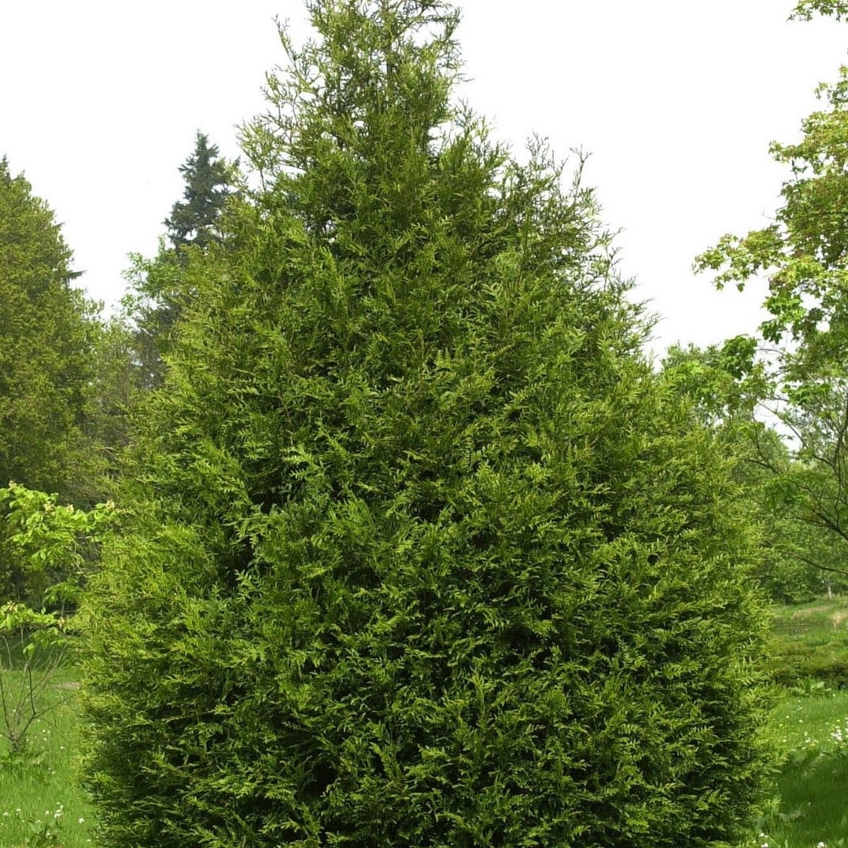 THUYA ATROVIRENS W-min