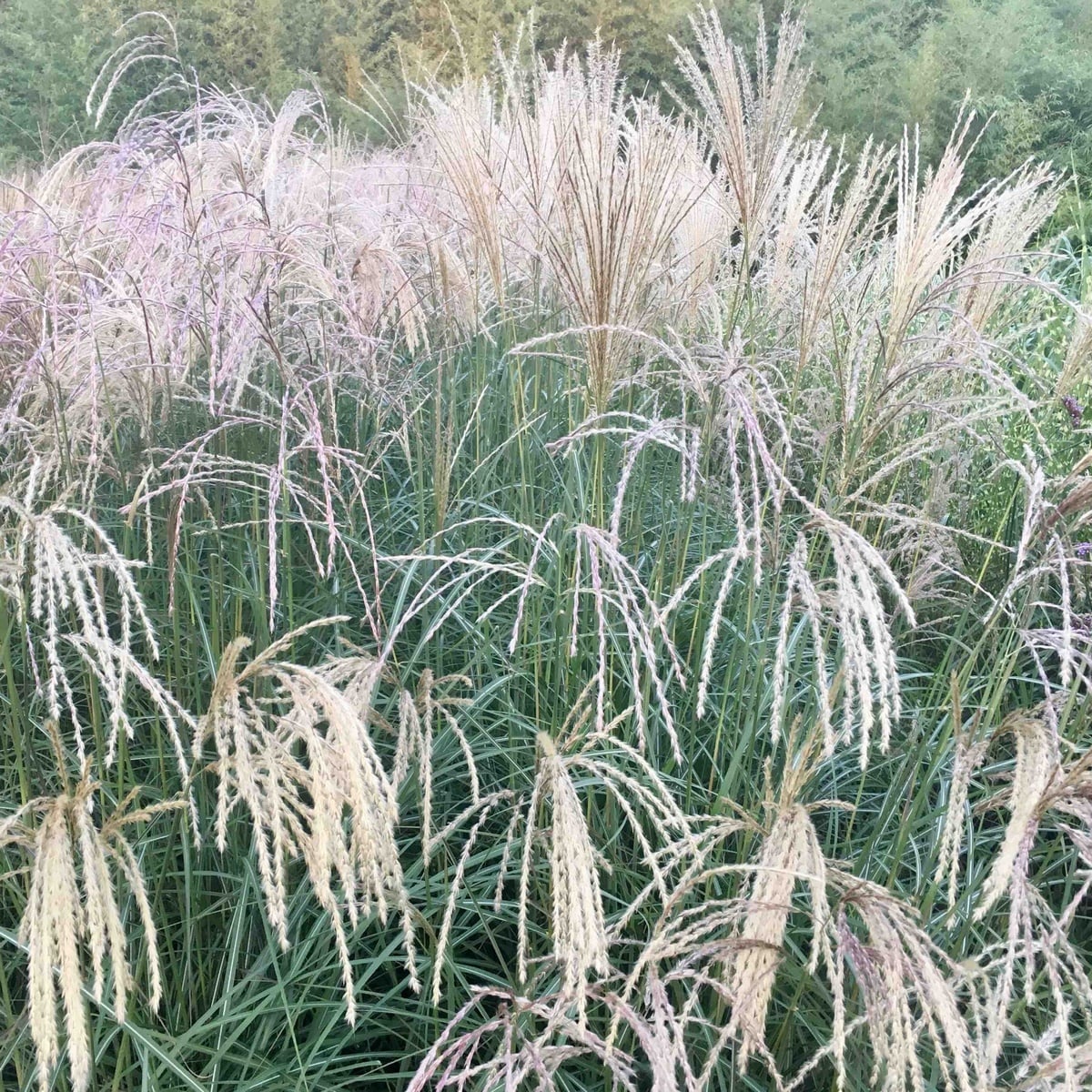 MISCANTHUS KASKADE 2 W-min