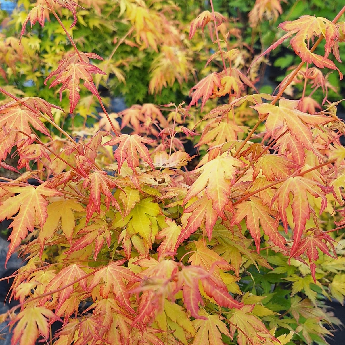 ACER ORANGE DREAM (2)-min