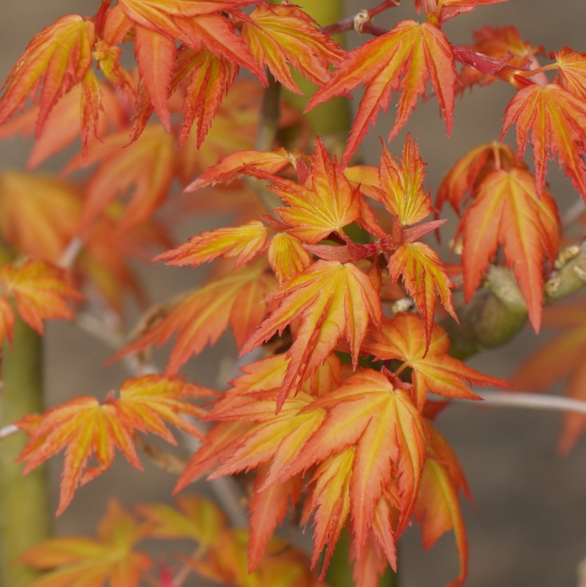 ACER ORANGE DREAM 2 W.jpg-min