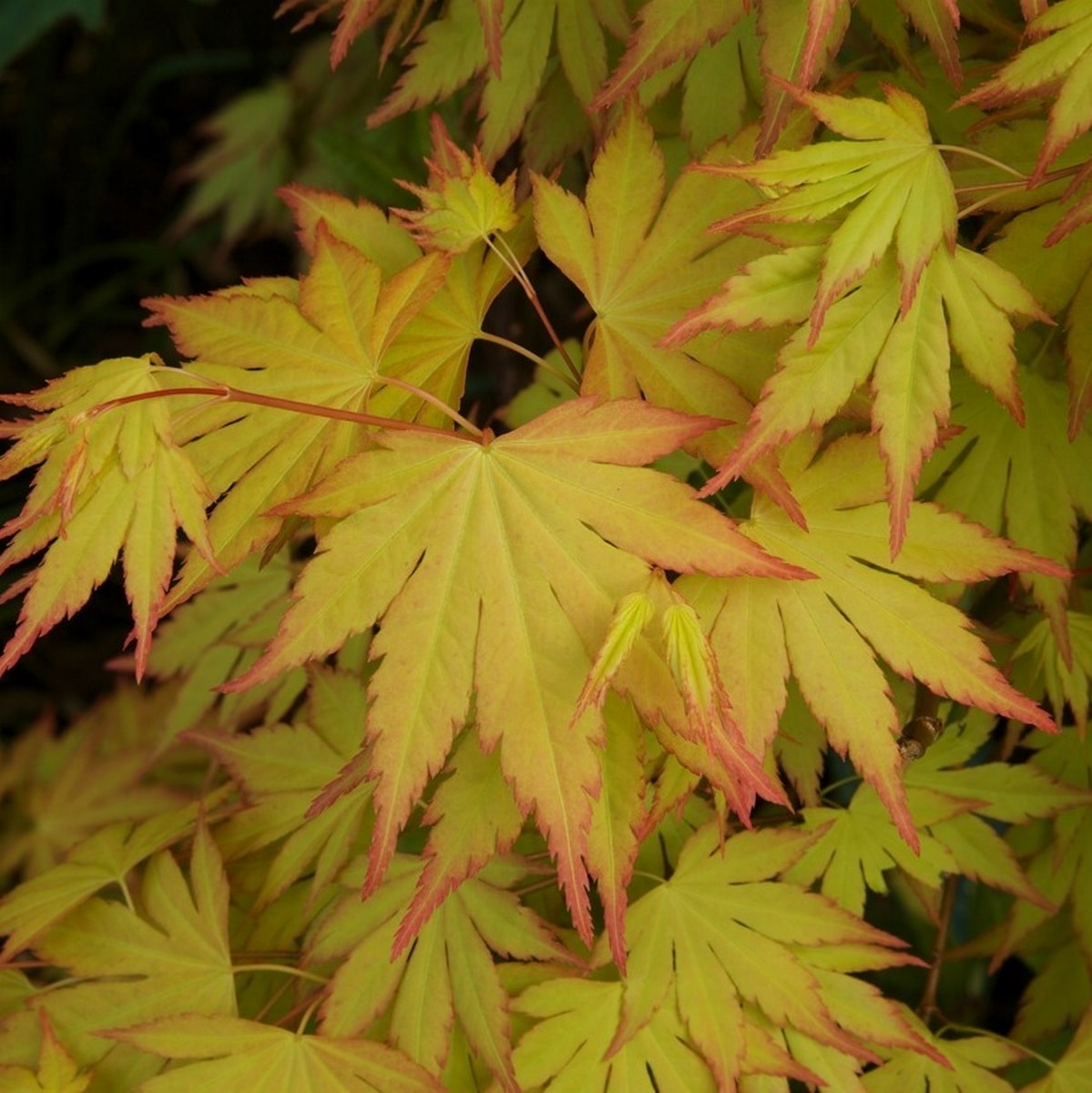 ACER ORANGE DREAM W-min