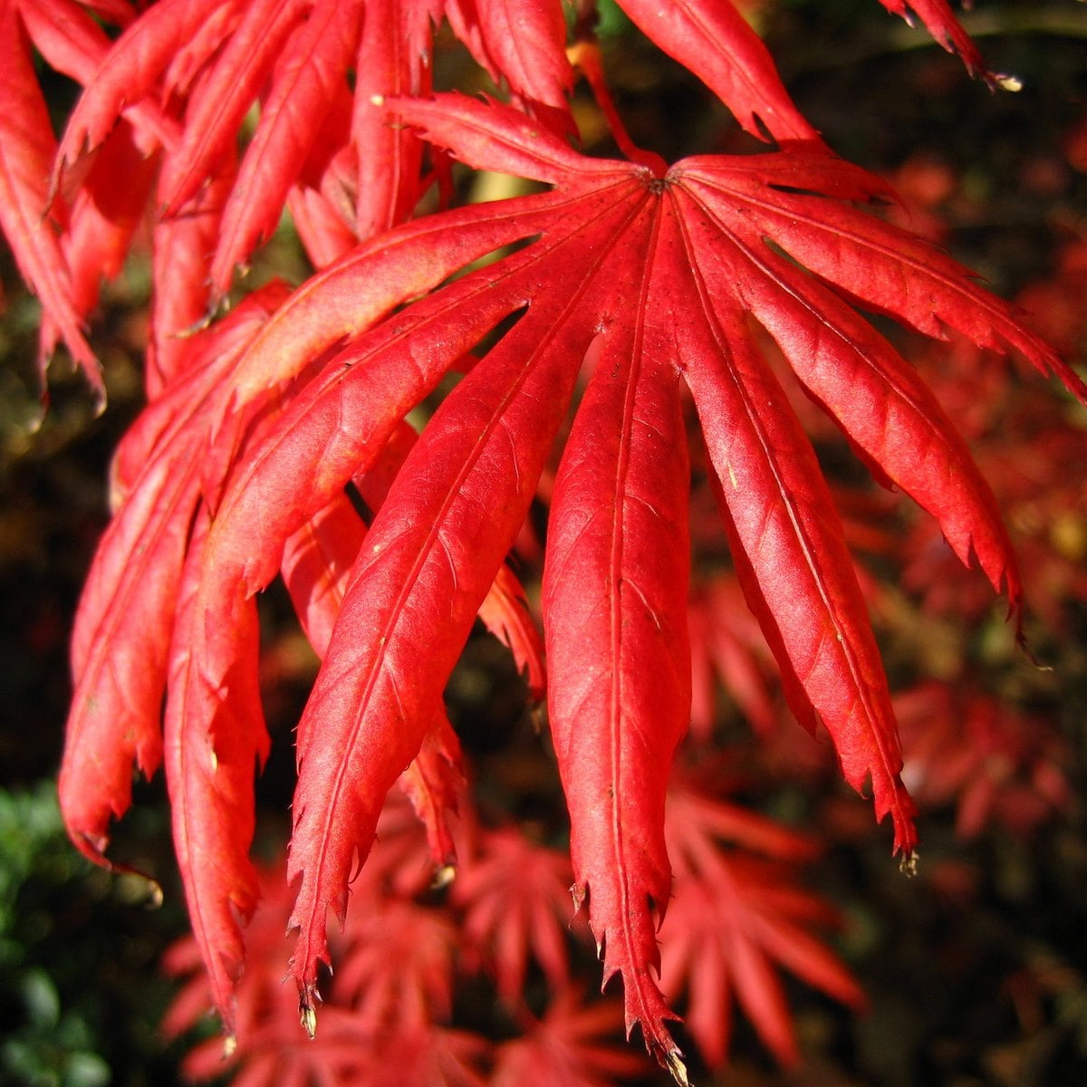 ACER TROMPENBURG 2 W-min