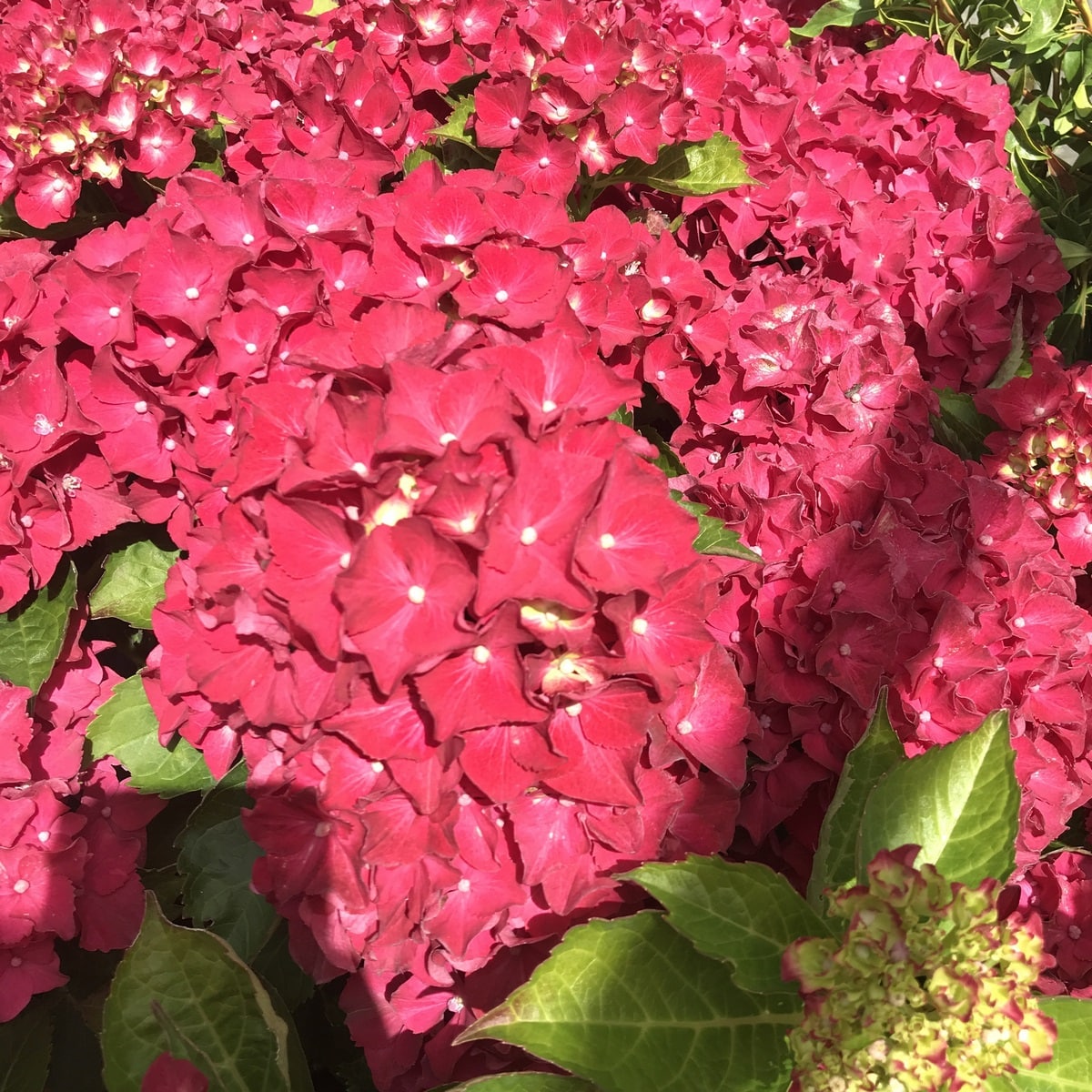 HYDRANGEA MACRO ROYAL RED 2 W-min
