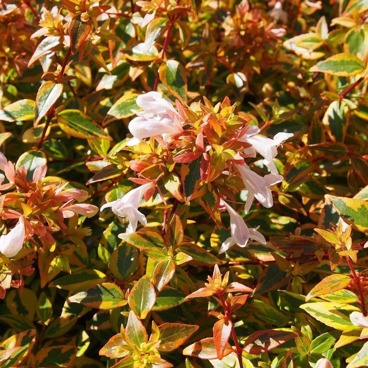 ABELIA KALEIDOSCOPE W