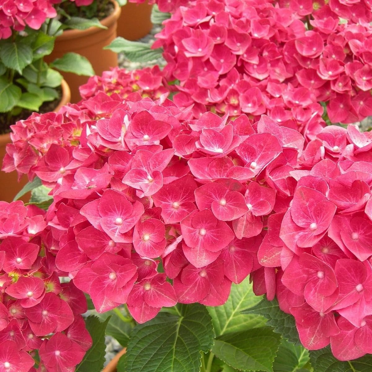 HYDRANGEA MACRO ROYAL RED W-min