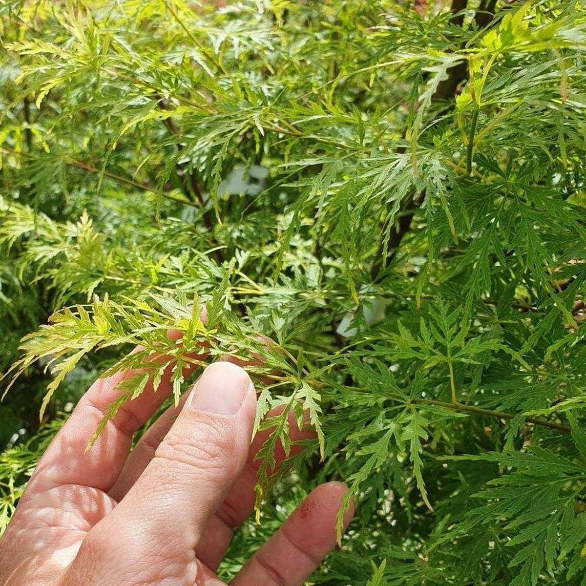 ACER PALMATUM SEIRYU W 4-min