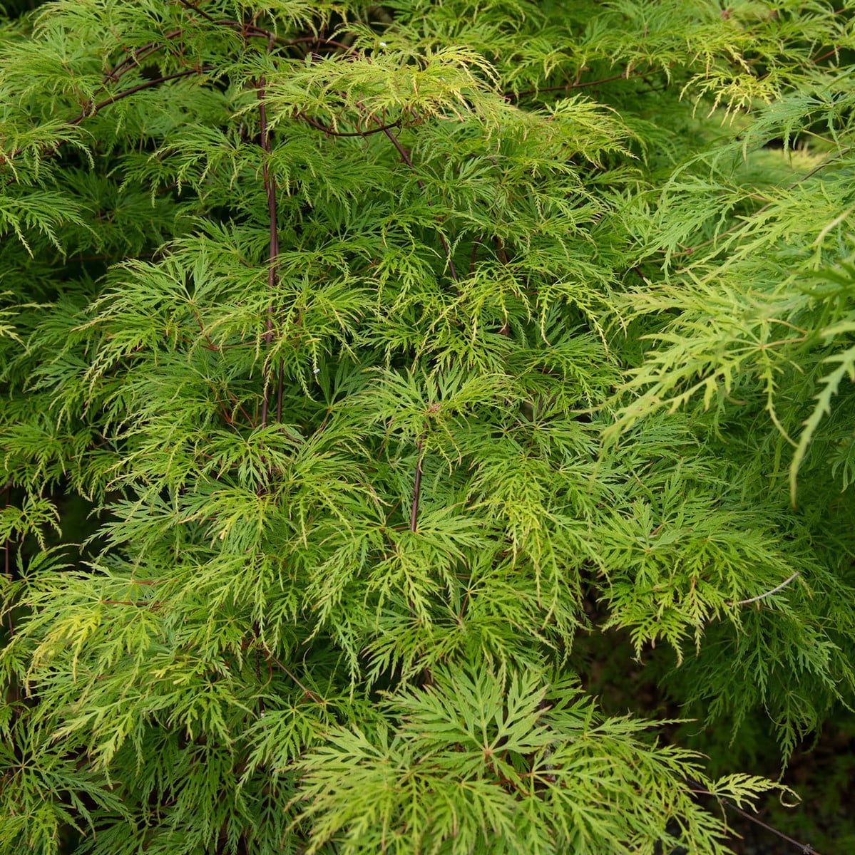 ACER PALMATUM SEIRYU W 2-min