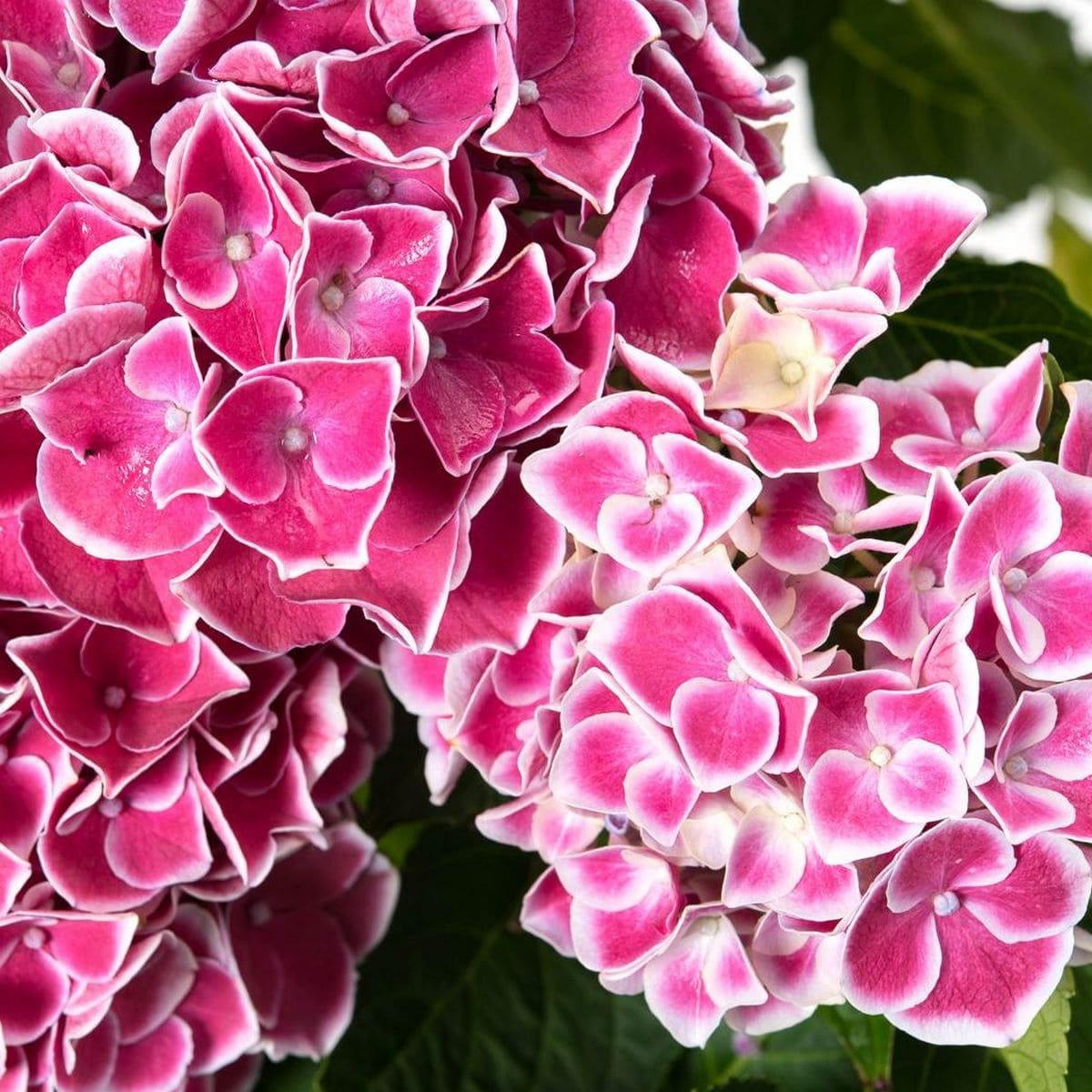 HYDRANGEA MACRO TIVOLI W-min