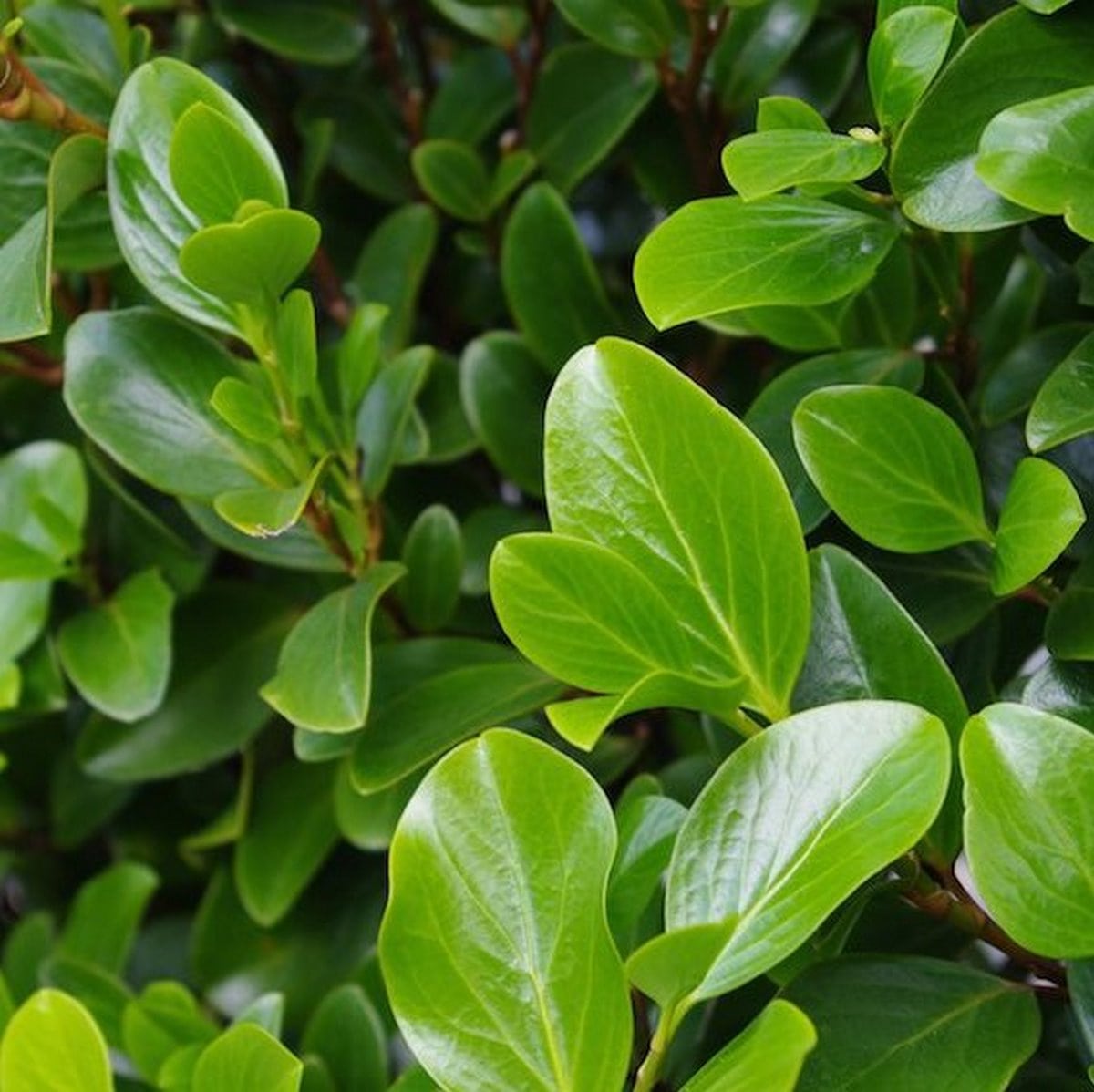 GRISELINIA LITTORALIS 2 W-min