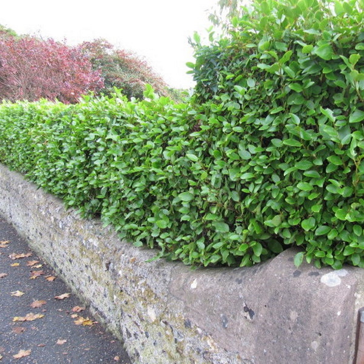 GRISELINIA LITTORALIS W-min