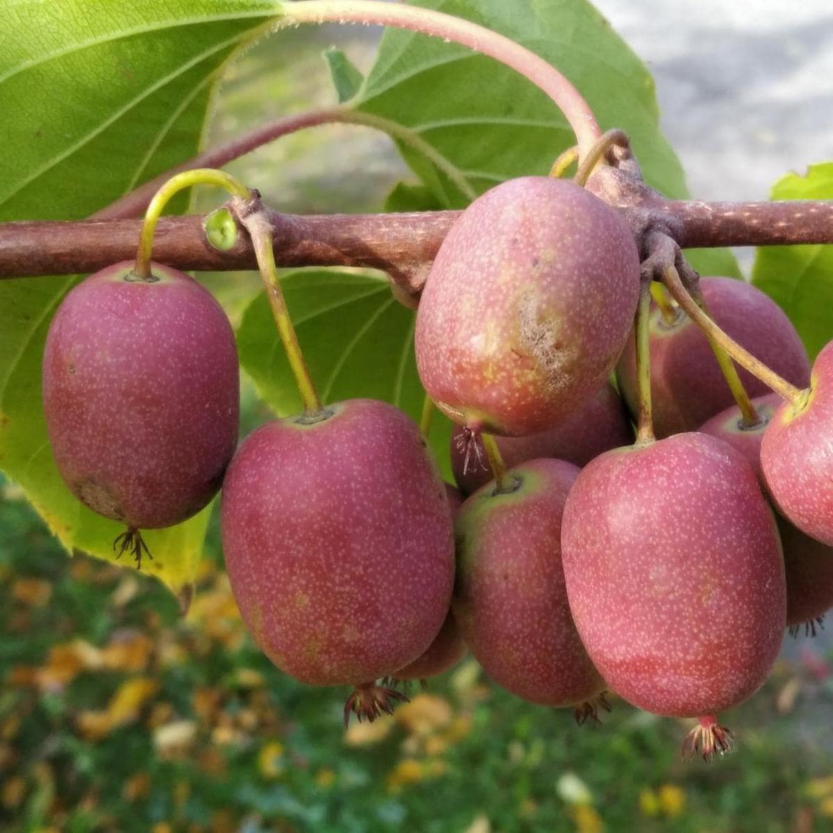 ACTINIDIA KENS RED W2-min