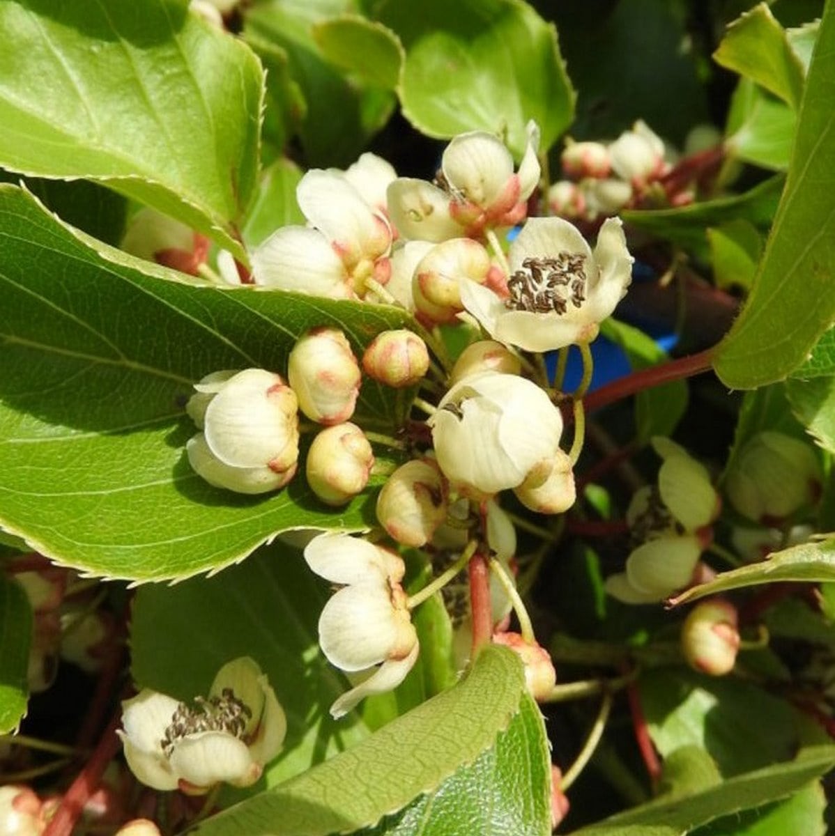ACTINIDIA WEIKI W-min