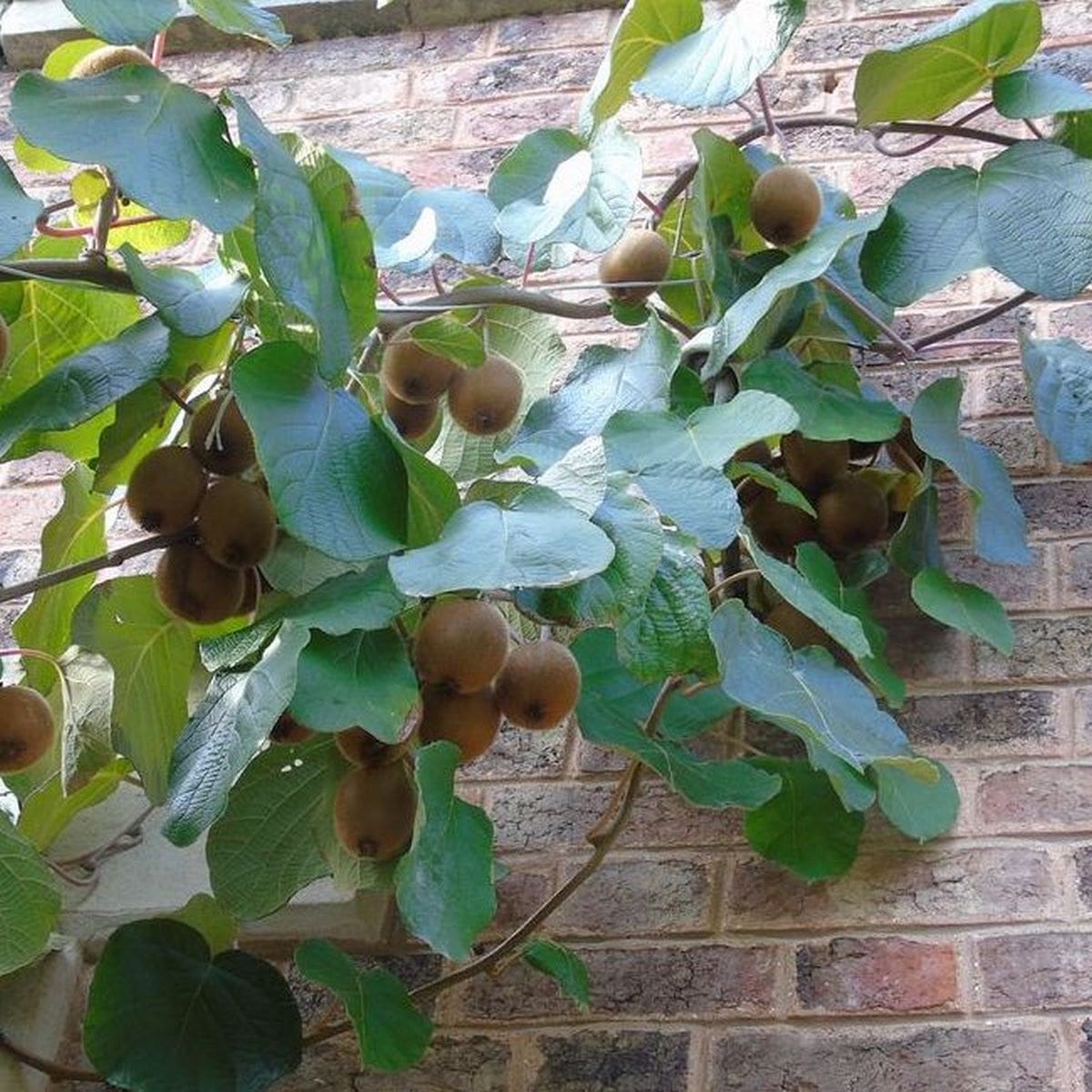ACTINIDIA HAYWARD W4-min