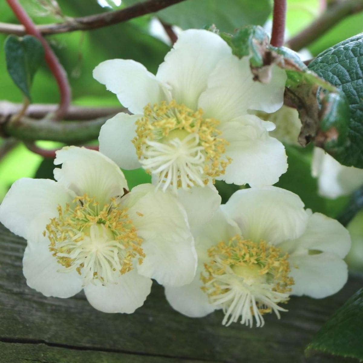 ACTINIDIA HAYWARD W6-min