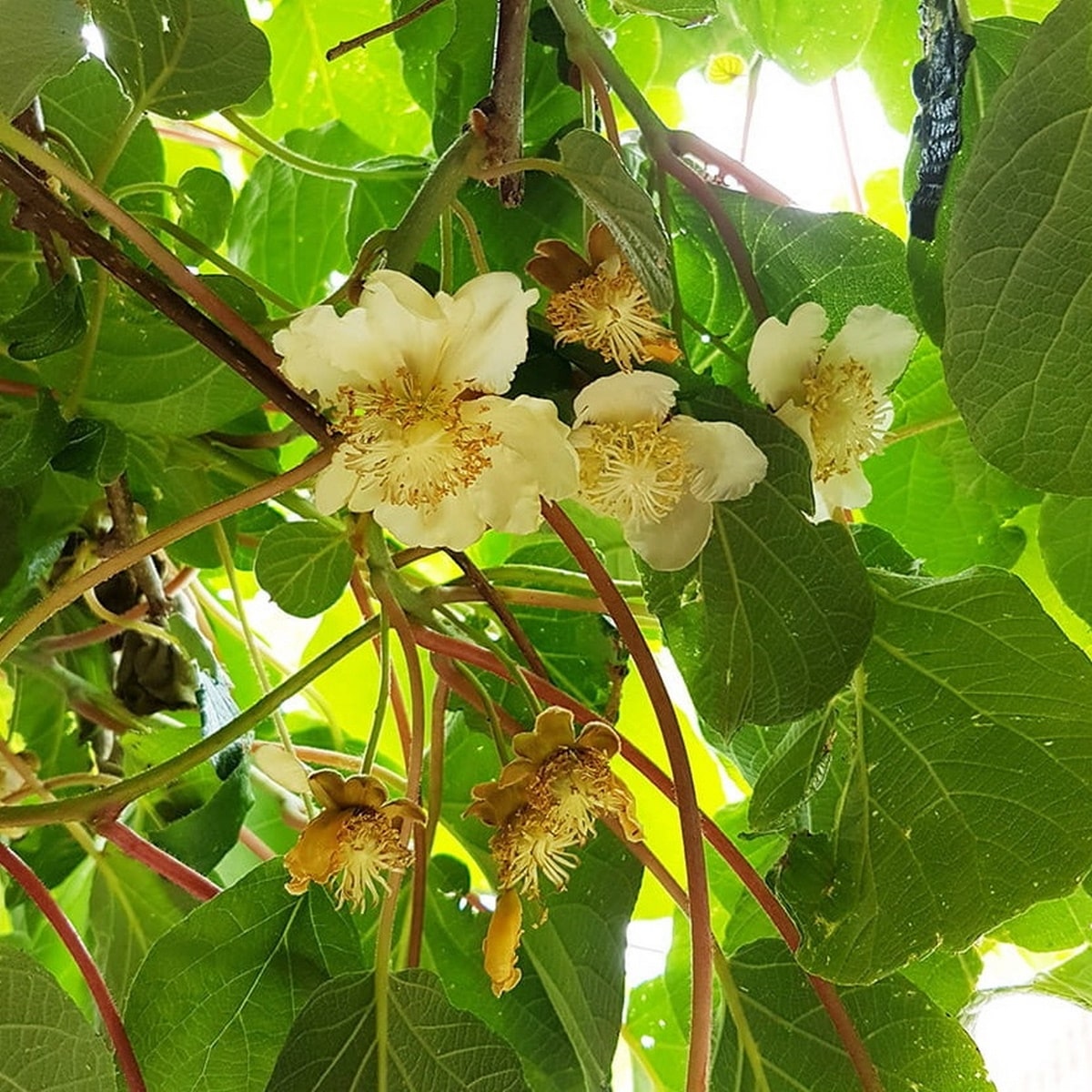 ACTINIDIA HERMA W 2-min