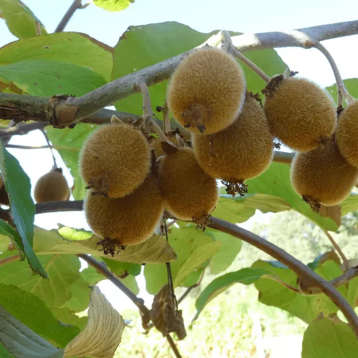 ACTINIDIA SOLISSIMO W3.jpg-min