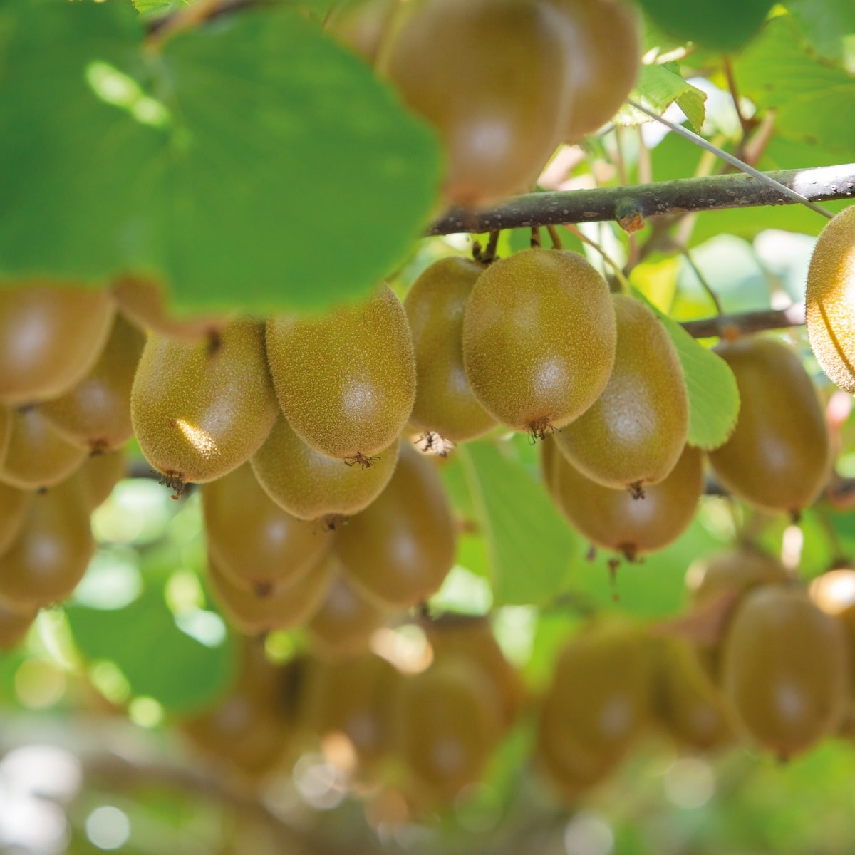 ACTINIDIA KIWHAPPY VERDIA4-min