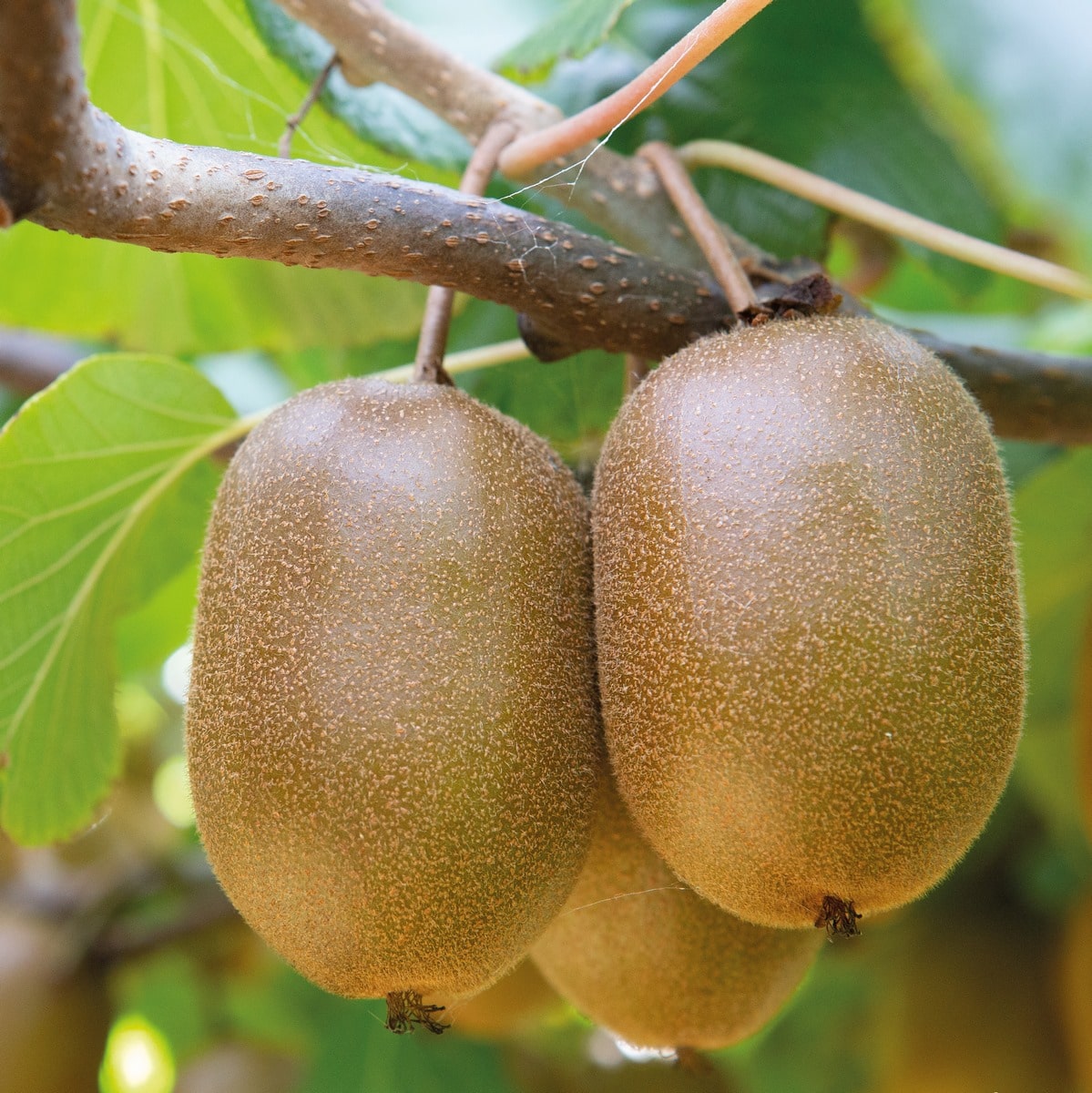 ACTINIDIA KIWHAPPY VERDIA2-min