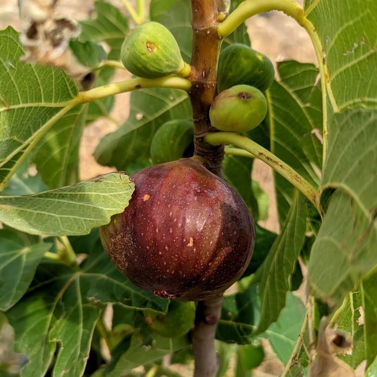 FIGUIER VIOLETTE NORMANDE W-min