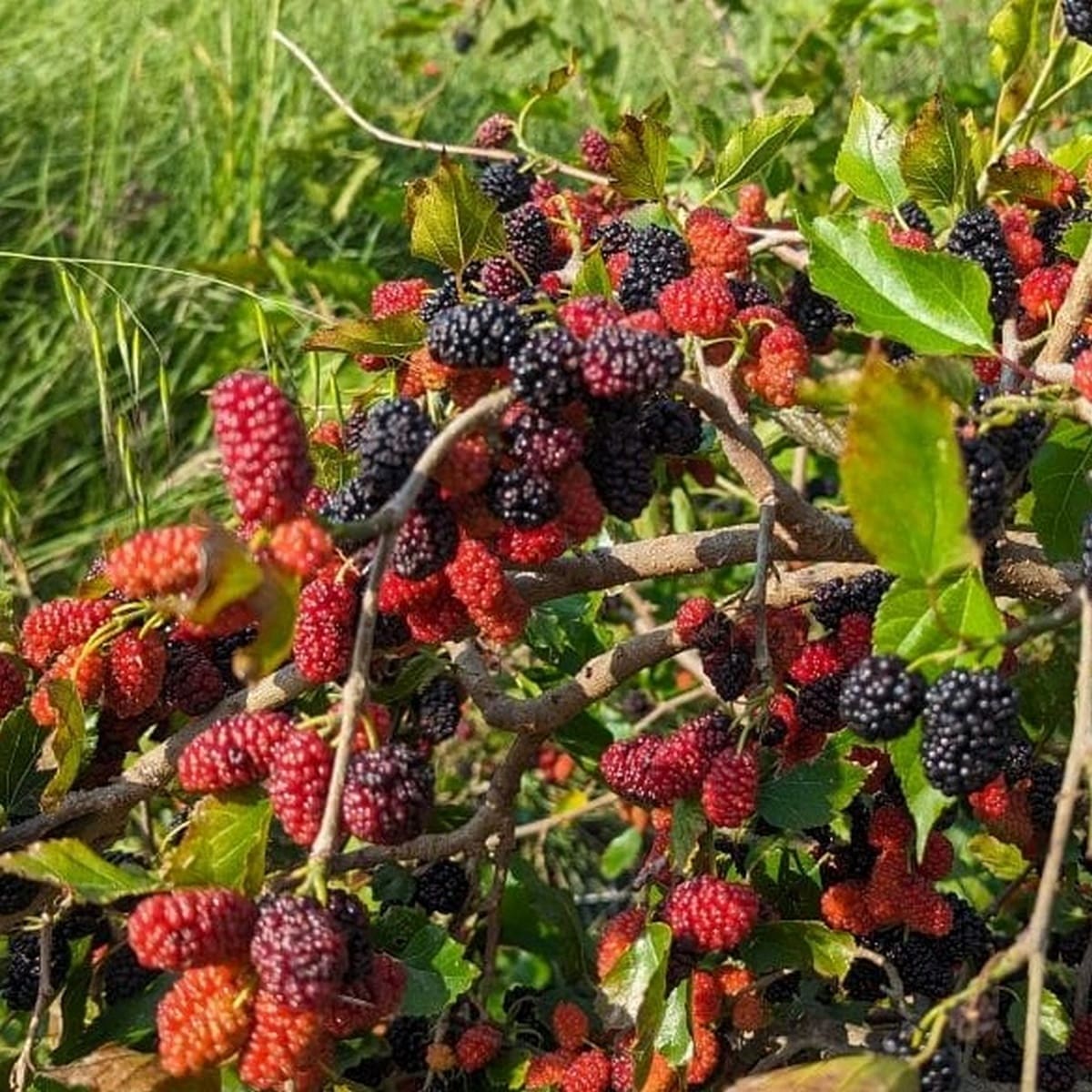 MURIER MOJO BERRY W2-min