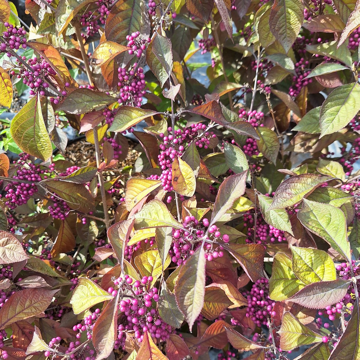 CALLICARPA PROFUSION (2)