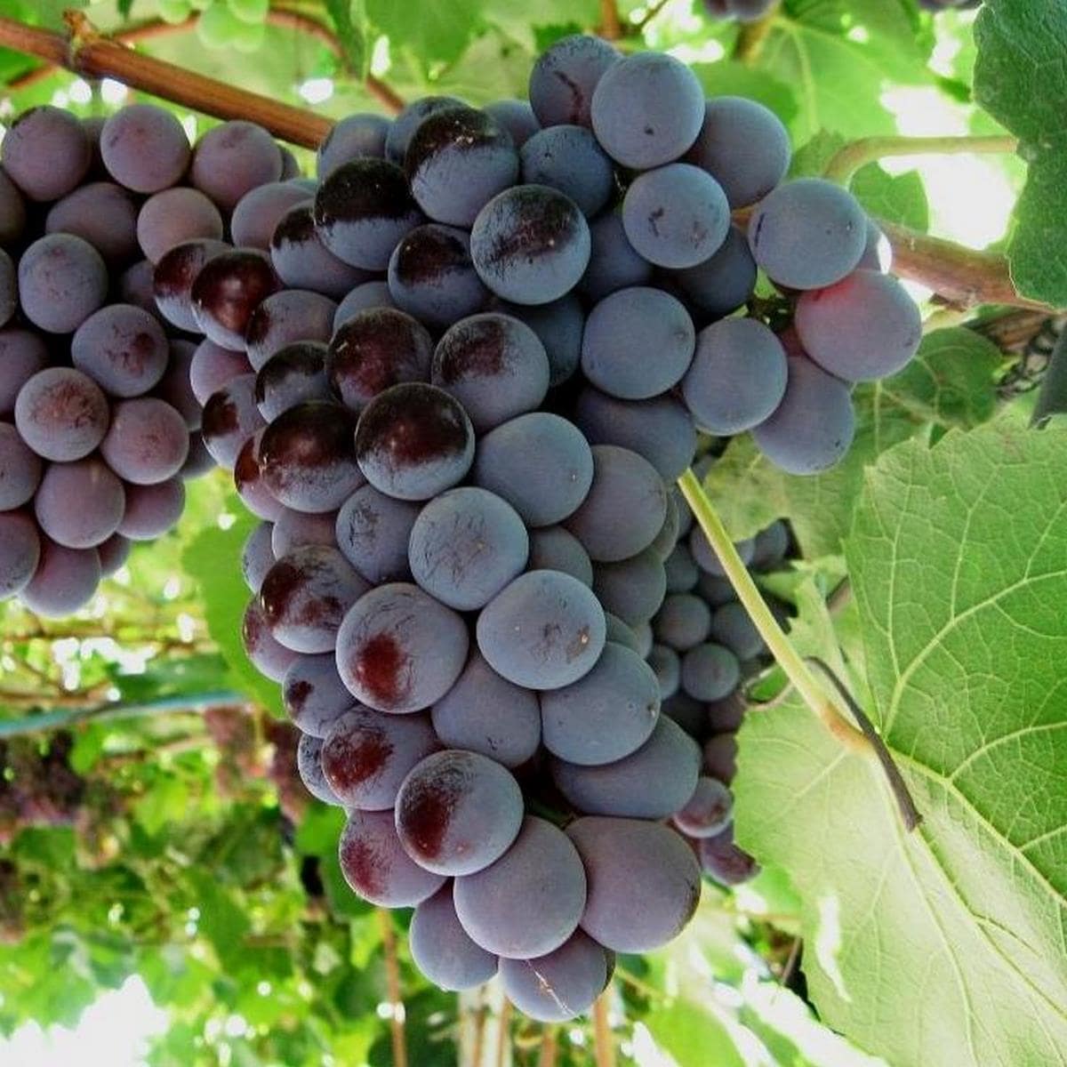 VIGNE ALPHONSE LAVALLEE W4-min