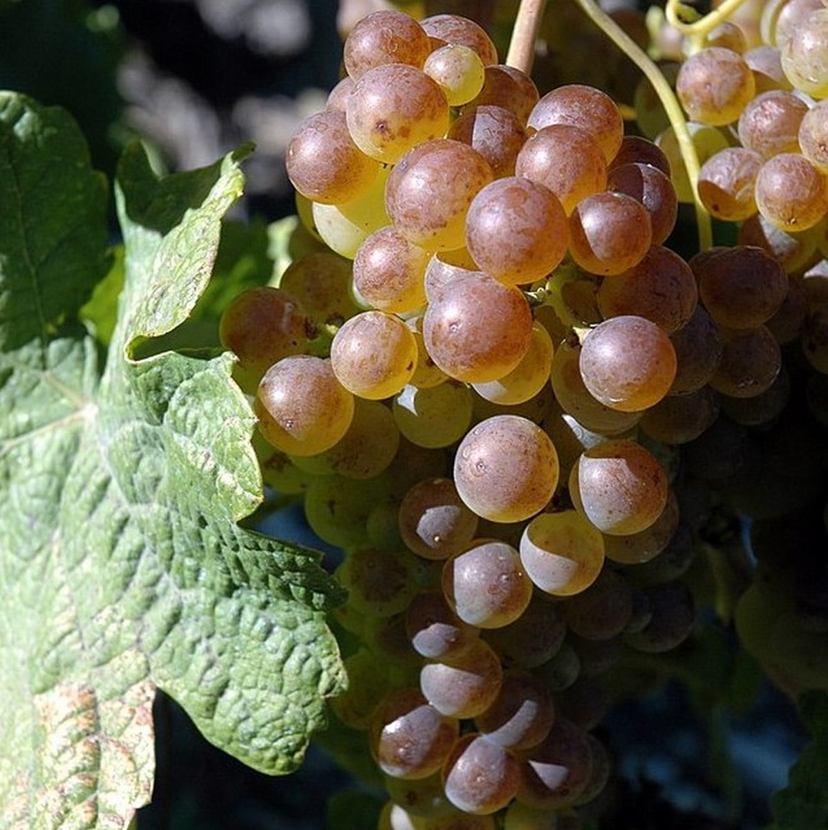 VIGNE CHASSELAS W-min