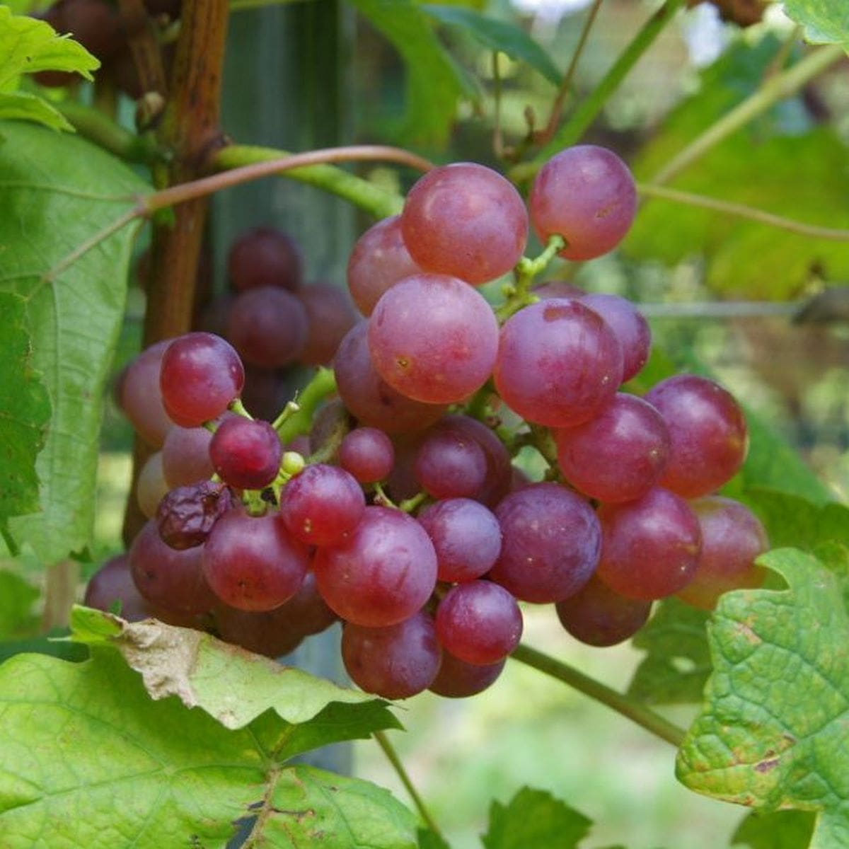 VIGNE CHASSELAS ROSE W-min