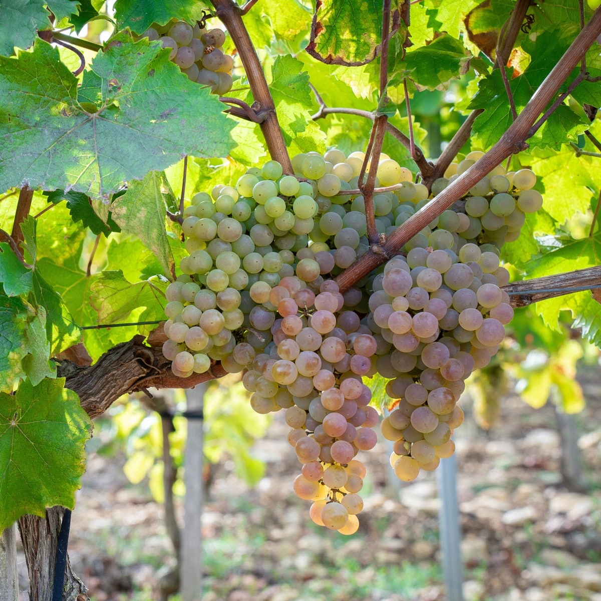 VIGNE VIGN HAPPY VERDIA3-min