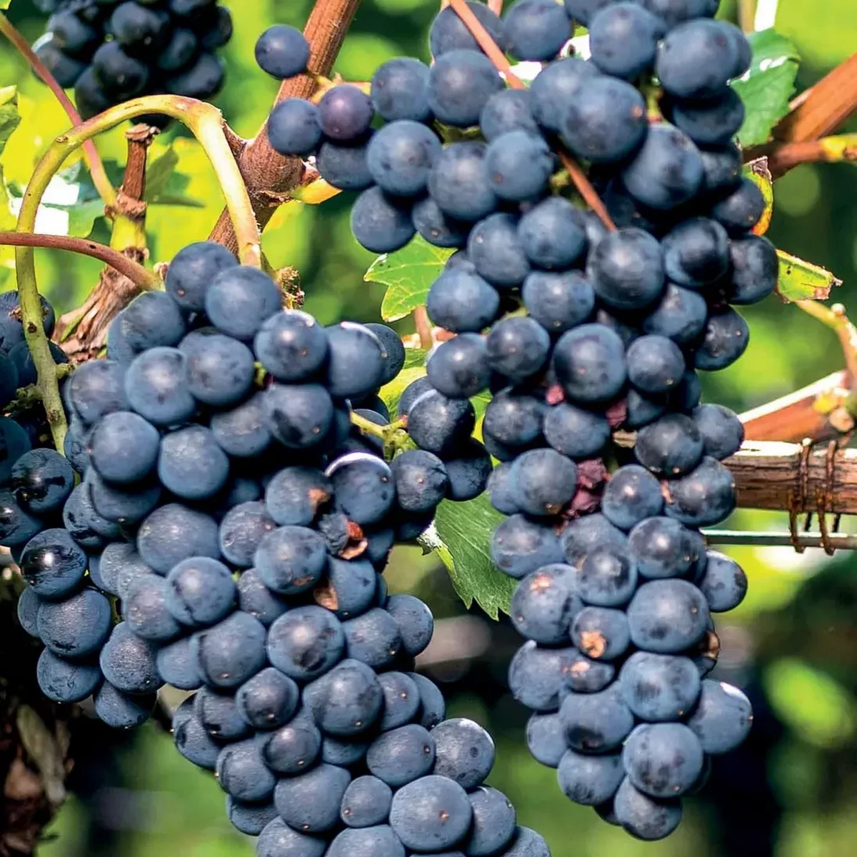 VIGNE MUSCAT DE HAMBOURG W.jpg-min