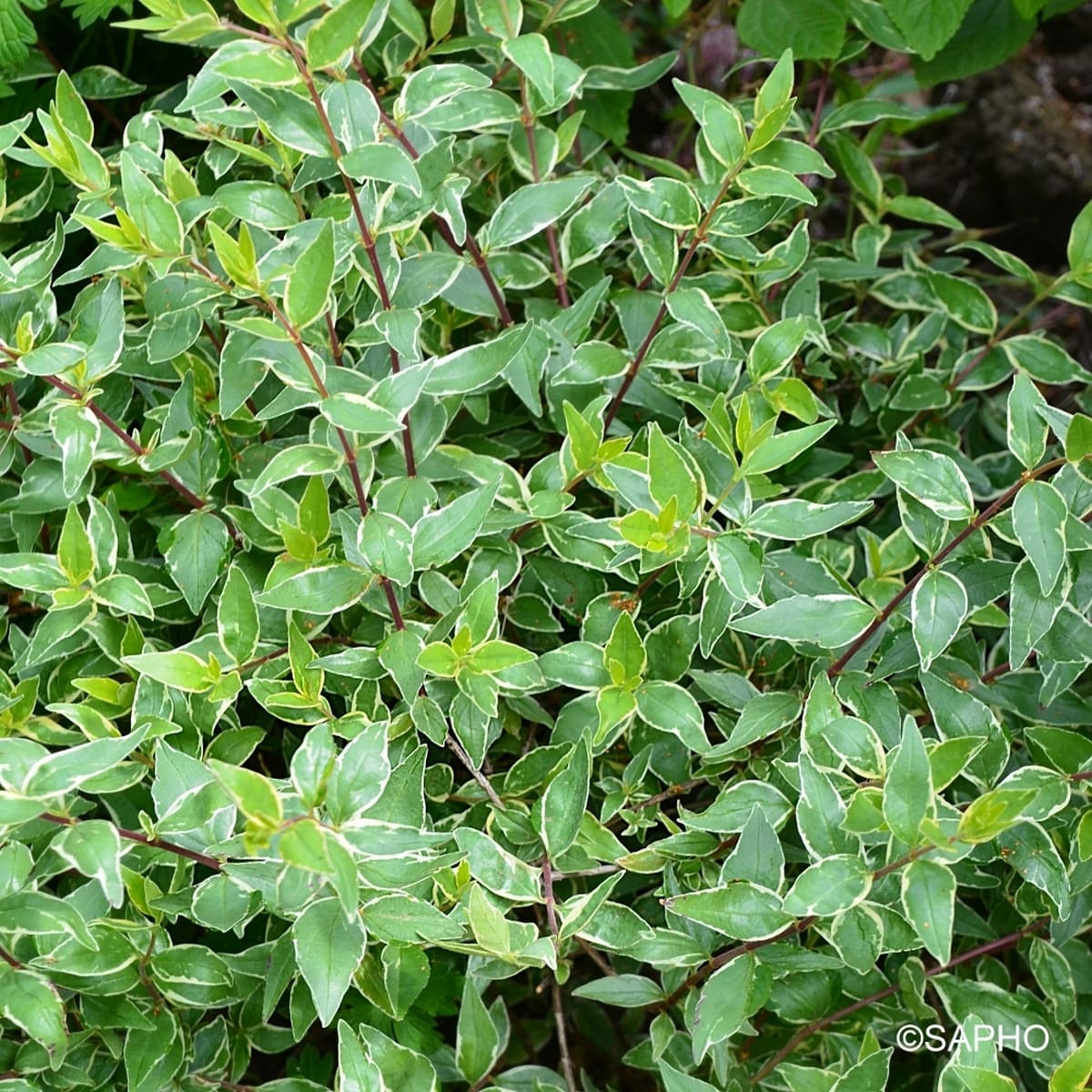 ABELIA LUCKY LOTS SAPHO (4)-min