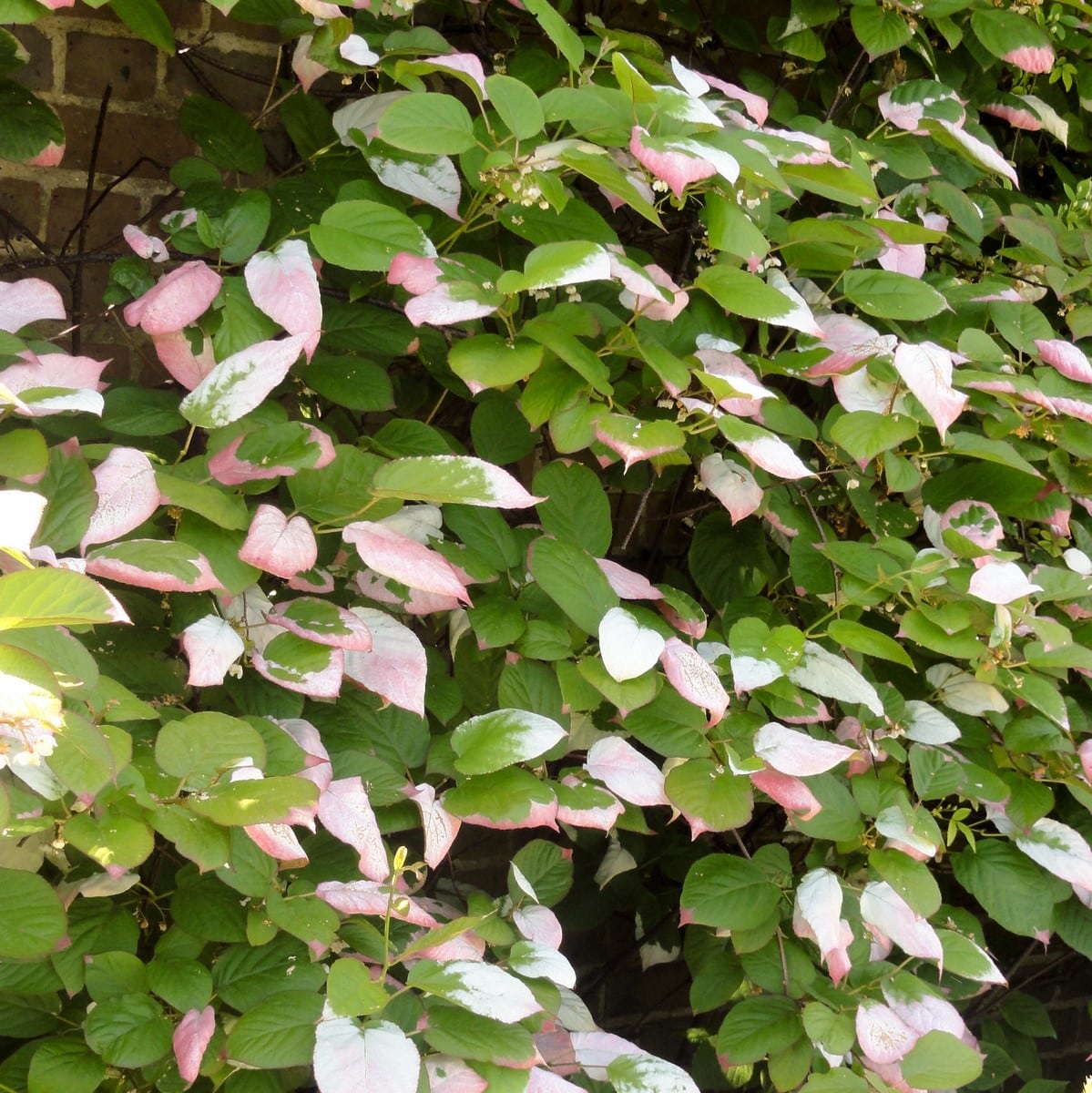 ACTINIDIA KOLOMIKTA WF-min