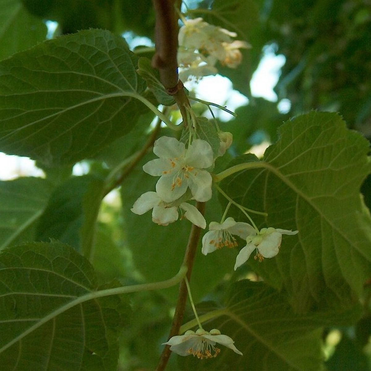 ACTINIDIA KOLOMIKTA WF6-min