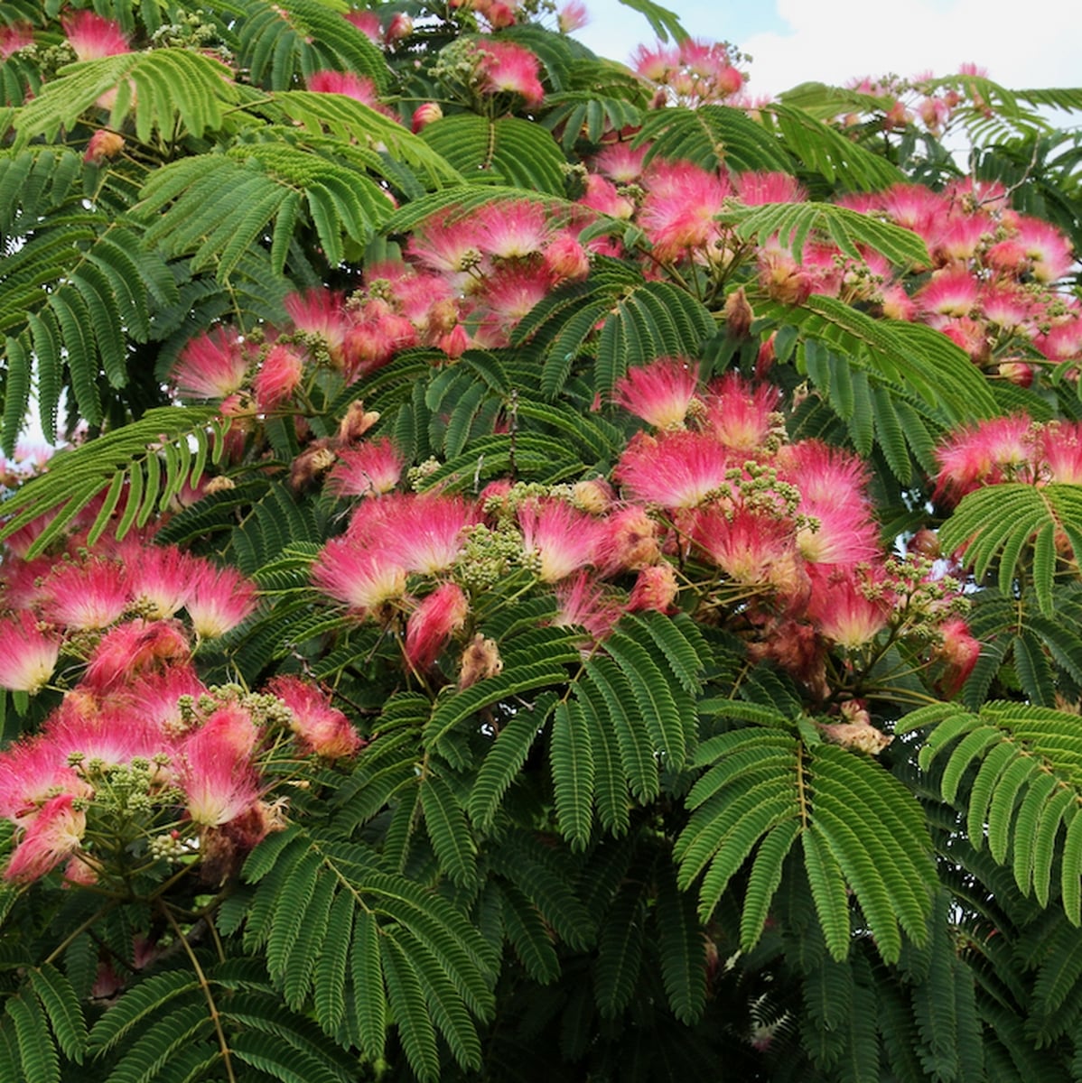 ALBIZIA OMBRELLA WF4-min