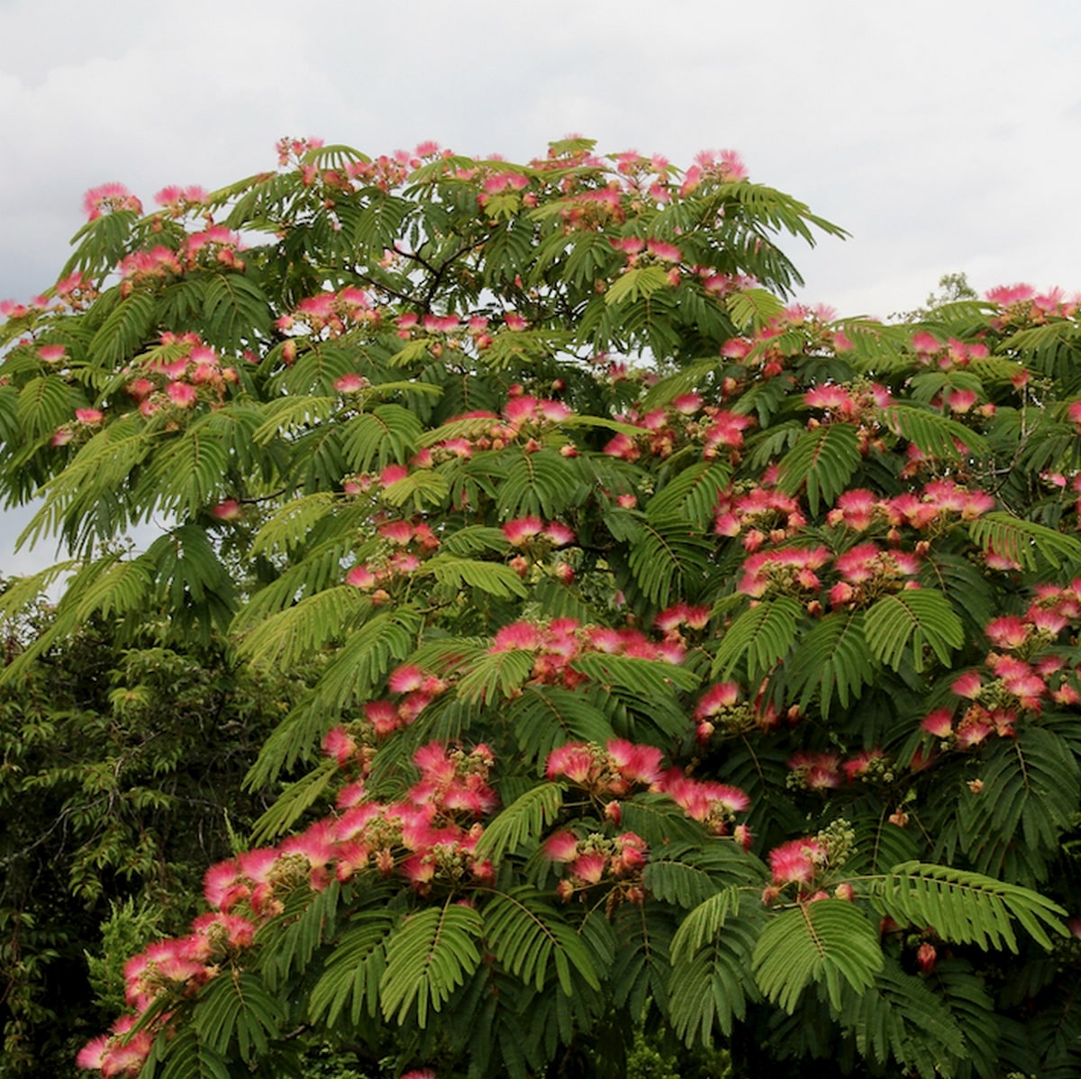 ALBIZIA OMBRELLA WF3-min