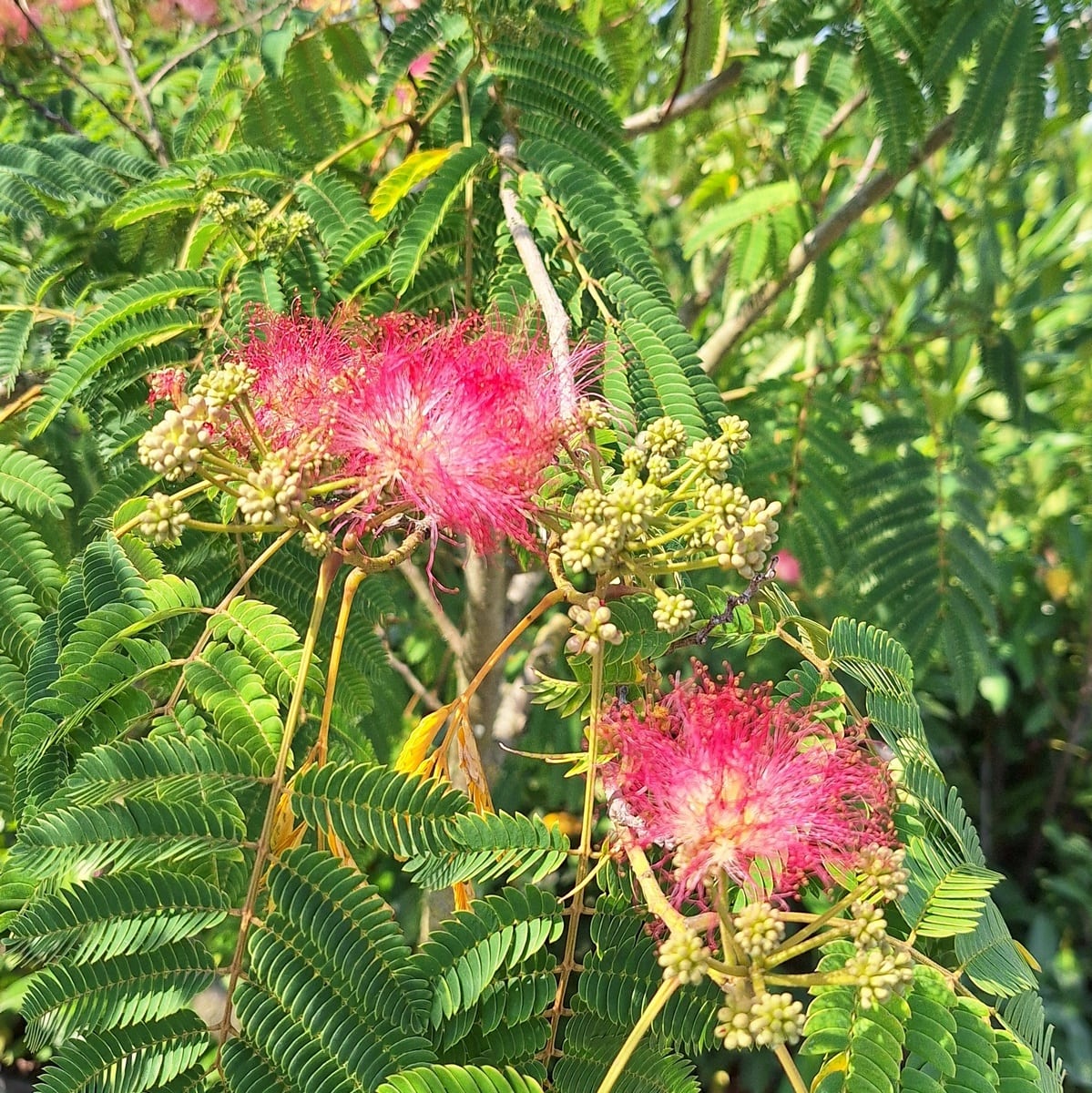 ALBIZIA OMBRELLA-min