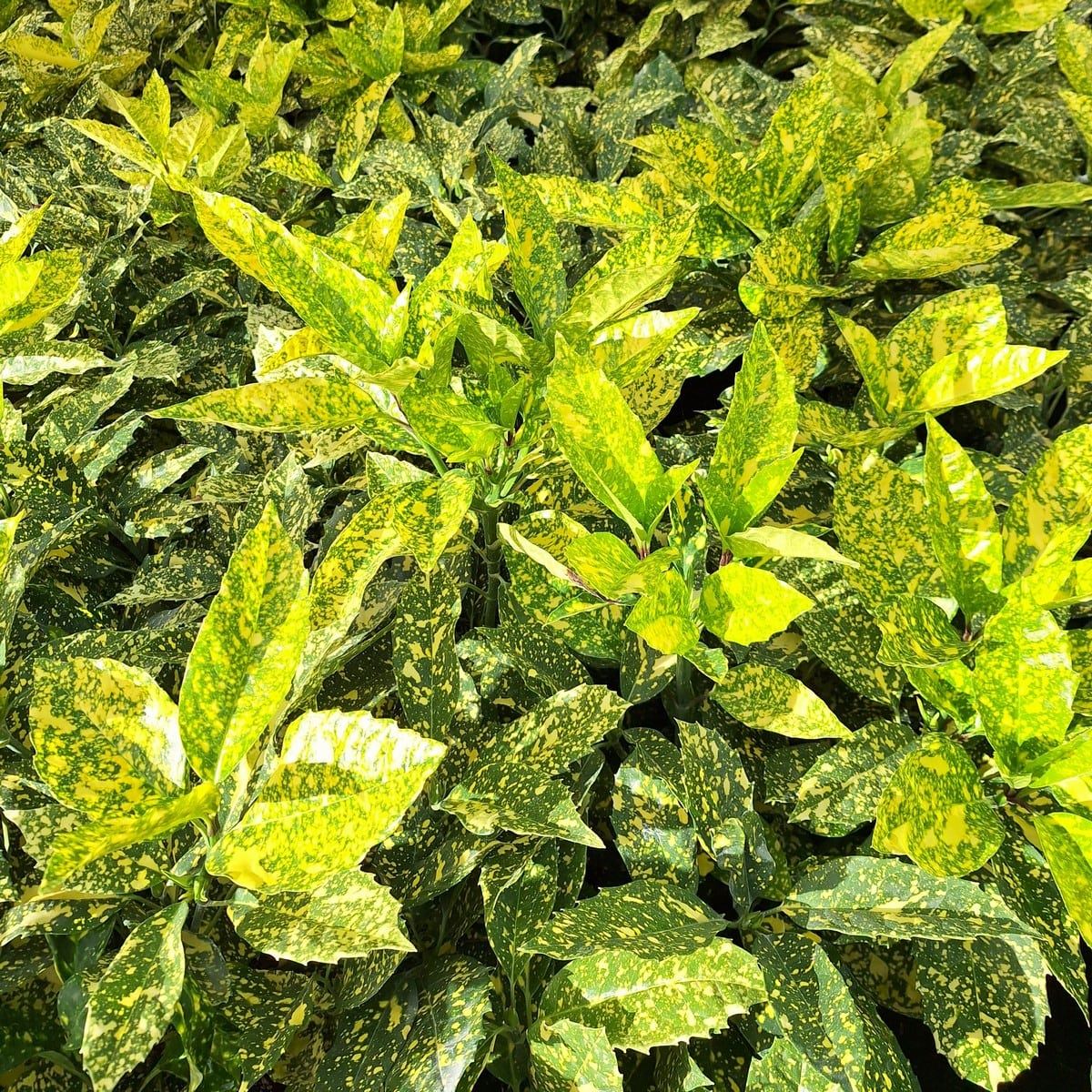 AUCUBA CROTONIFOLIA-min