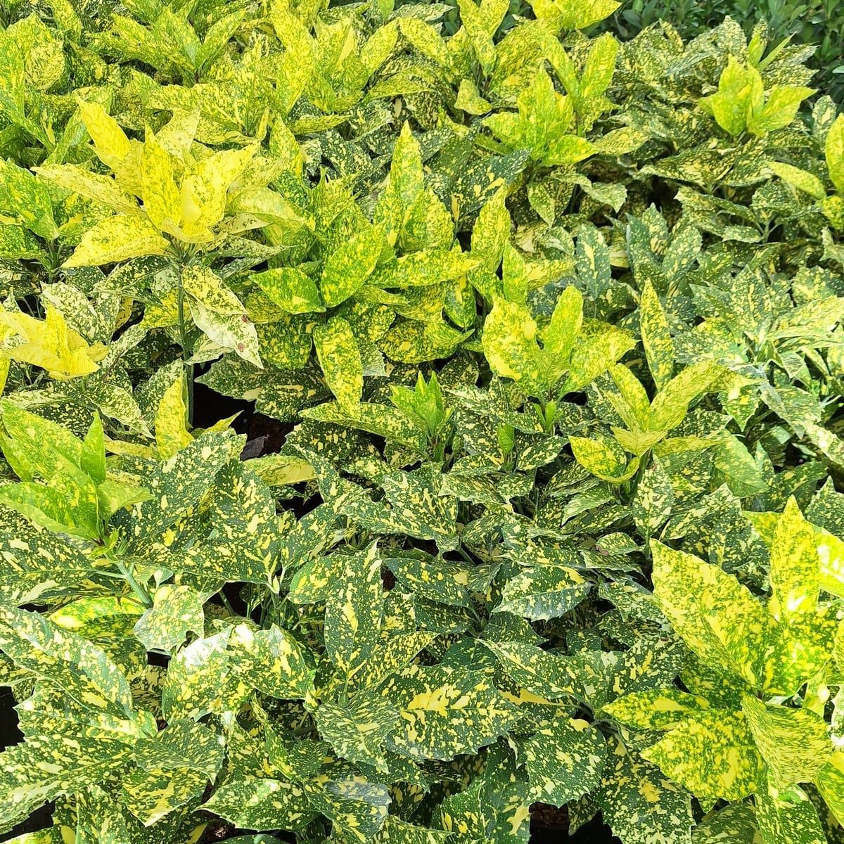 AUCUBA CROTONIFOLIA (2)-min