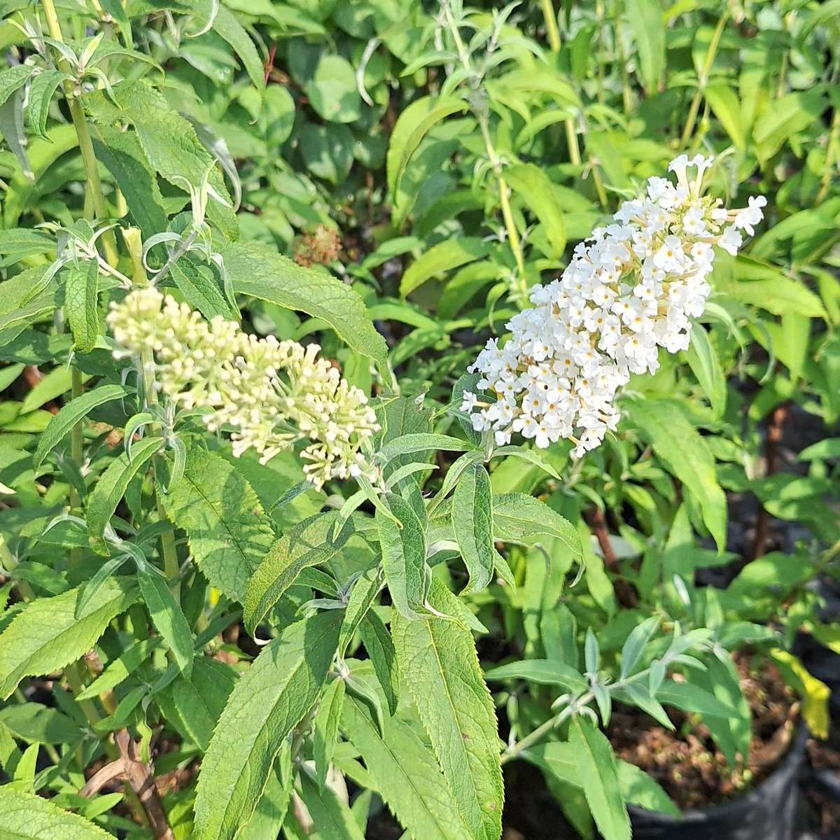 BUDDLEJA WHITE PROFUSION (3)-min