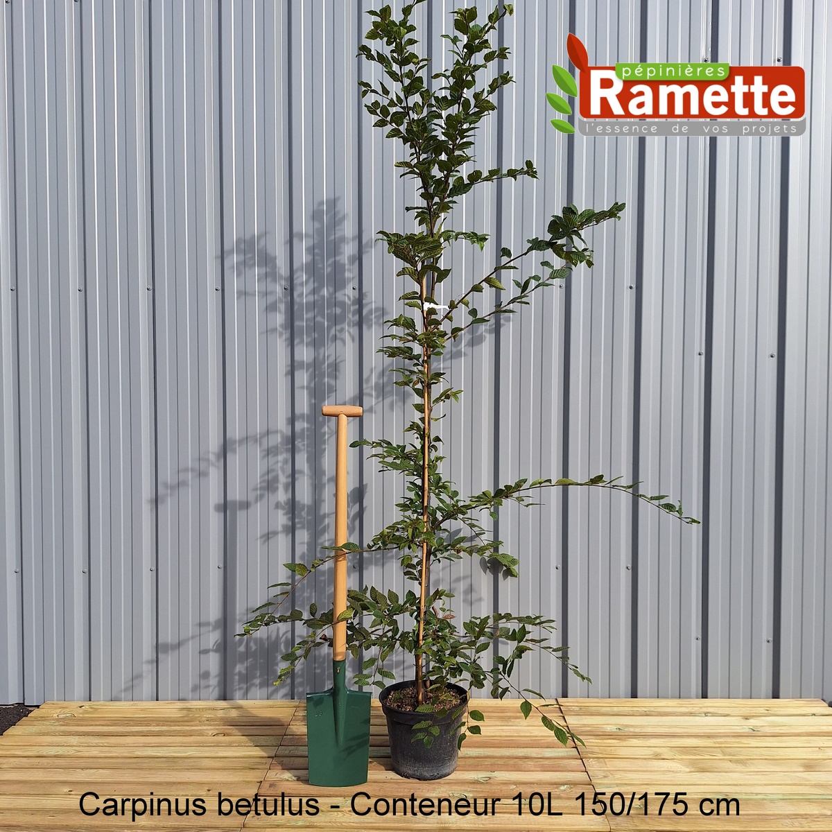 Carpinus betulus - Charme, charmille - Arbres et Arbustes/Arbustes à ...