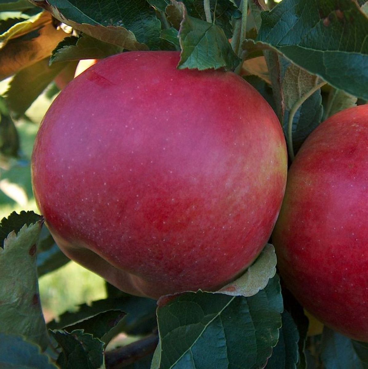 POMMIER IDARED WF-min
