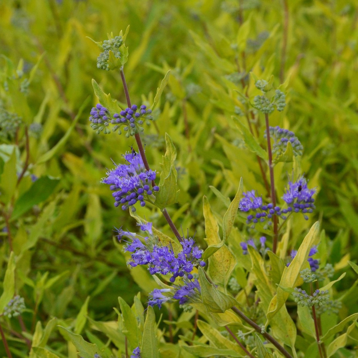 CARYOPTERIS WORCESTER GOLD W