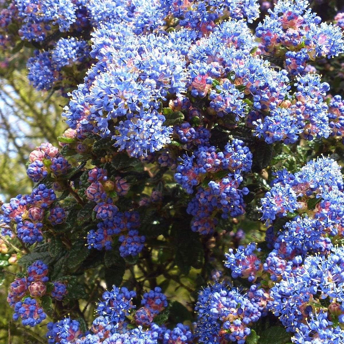CEANOTHUS BURKWOODII WF2-min