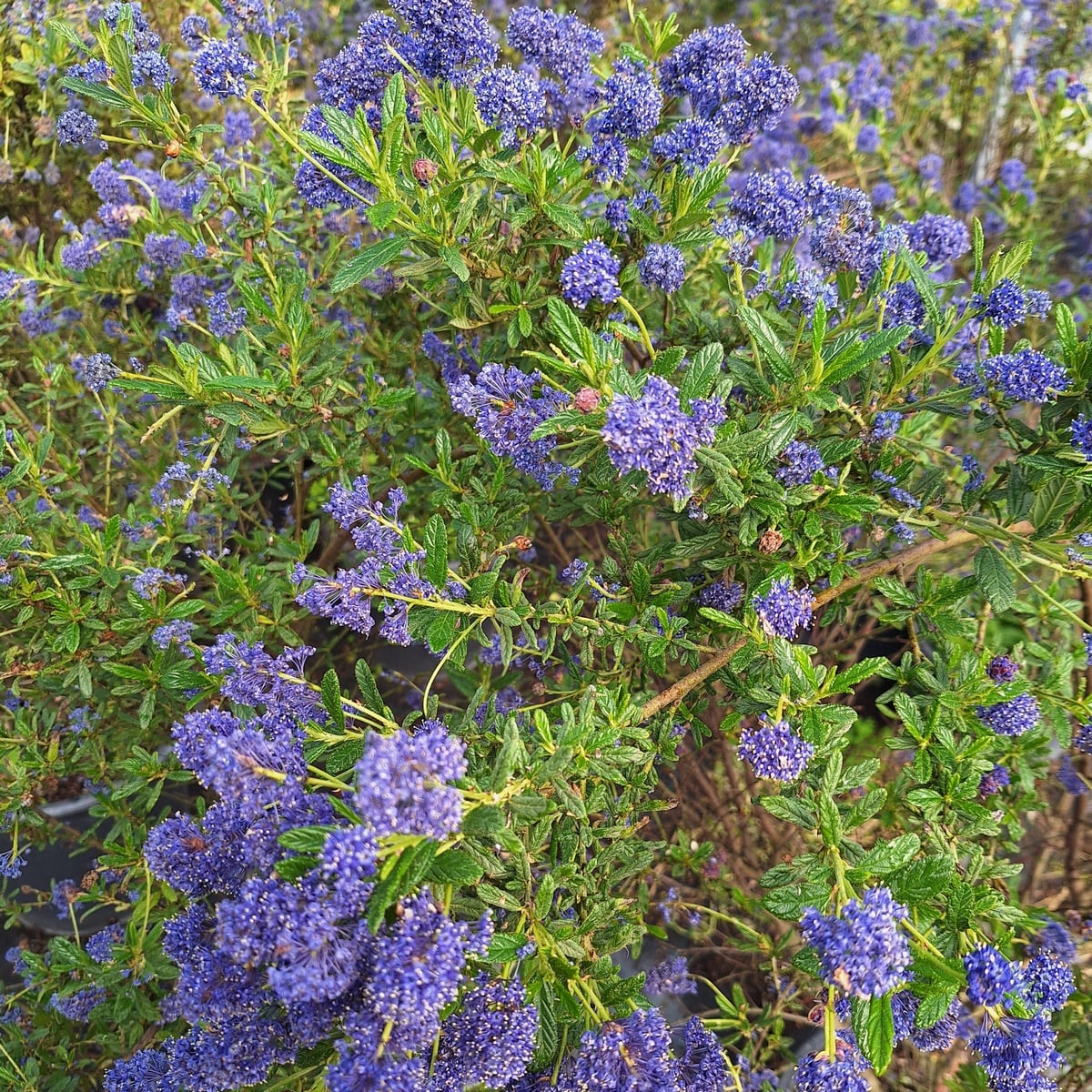 CEANOTHUS CONCHA (2)-min