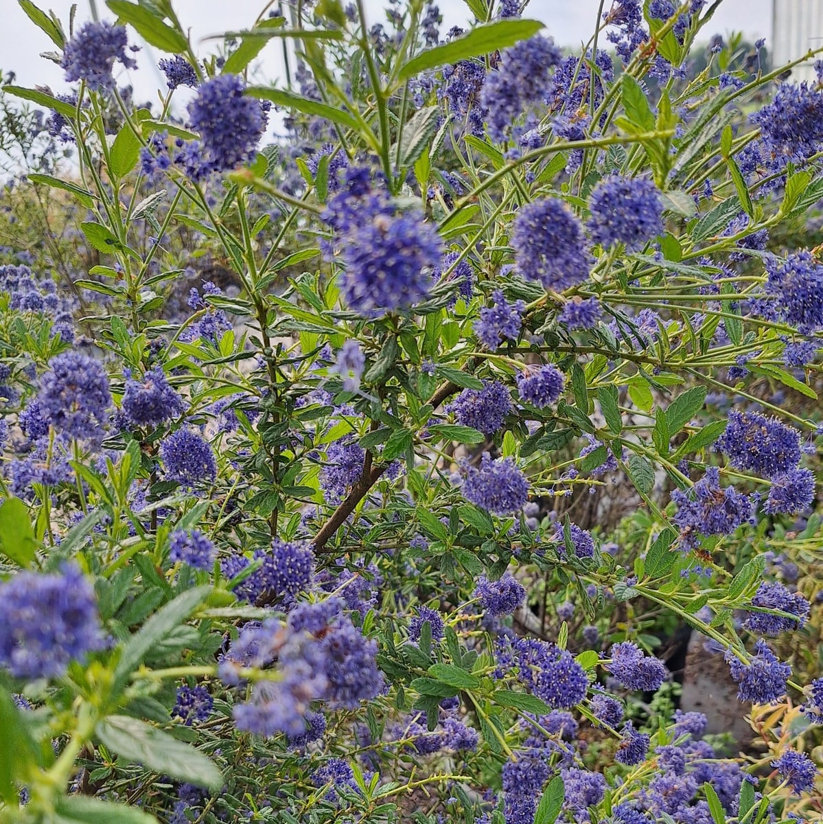 CEANOTHUS CONCHA-min