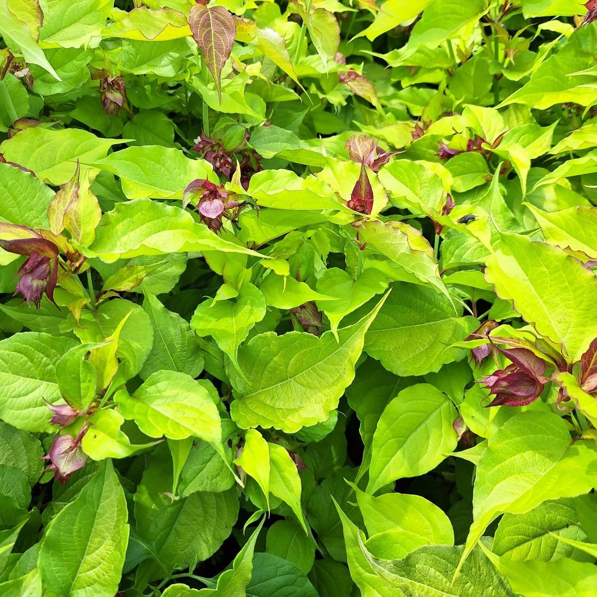 LEYCESTERIA GOLDEN LANTERNS (4)-min