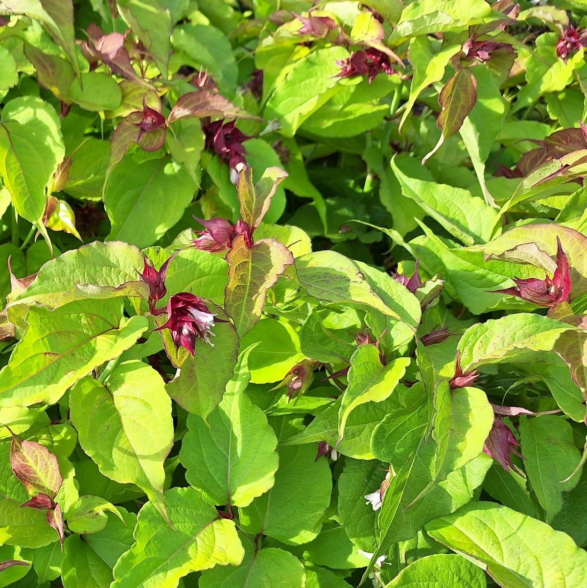 LEYCESTERIA GOLDEN LANTERNS (2)-min