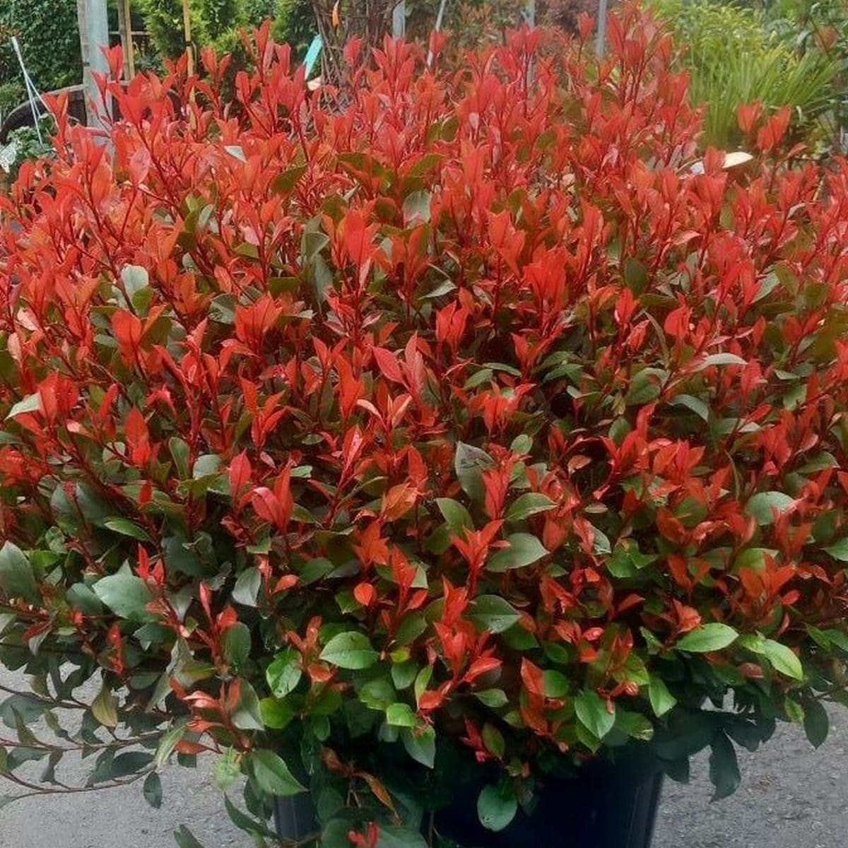 PHOTINIA FRASERI NANA W2-min