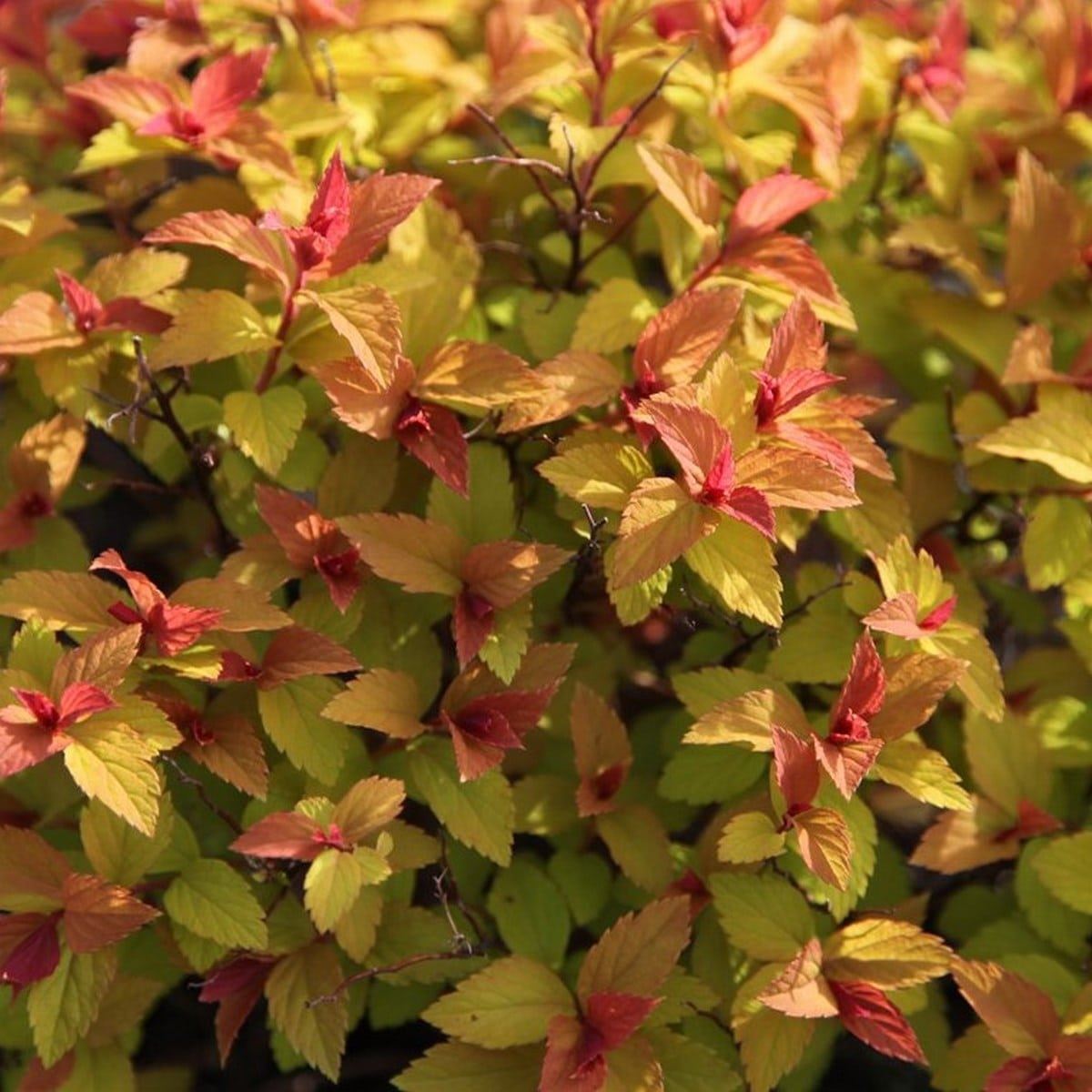 SPIRAEA GOLDFLAME W-min