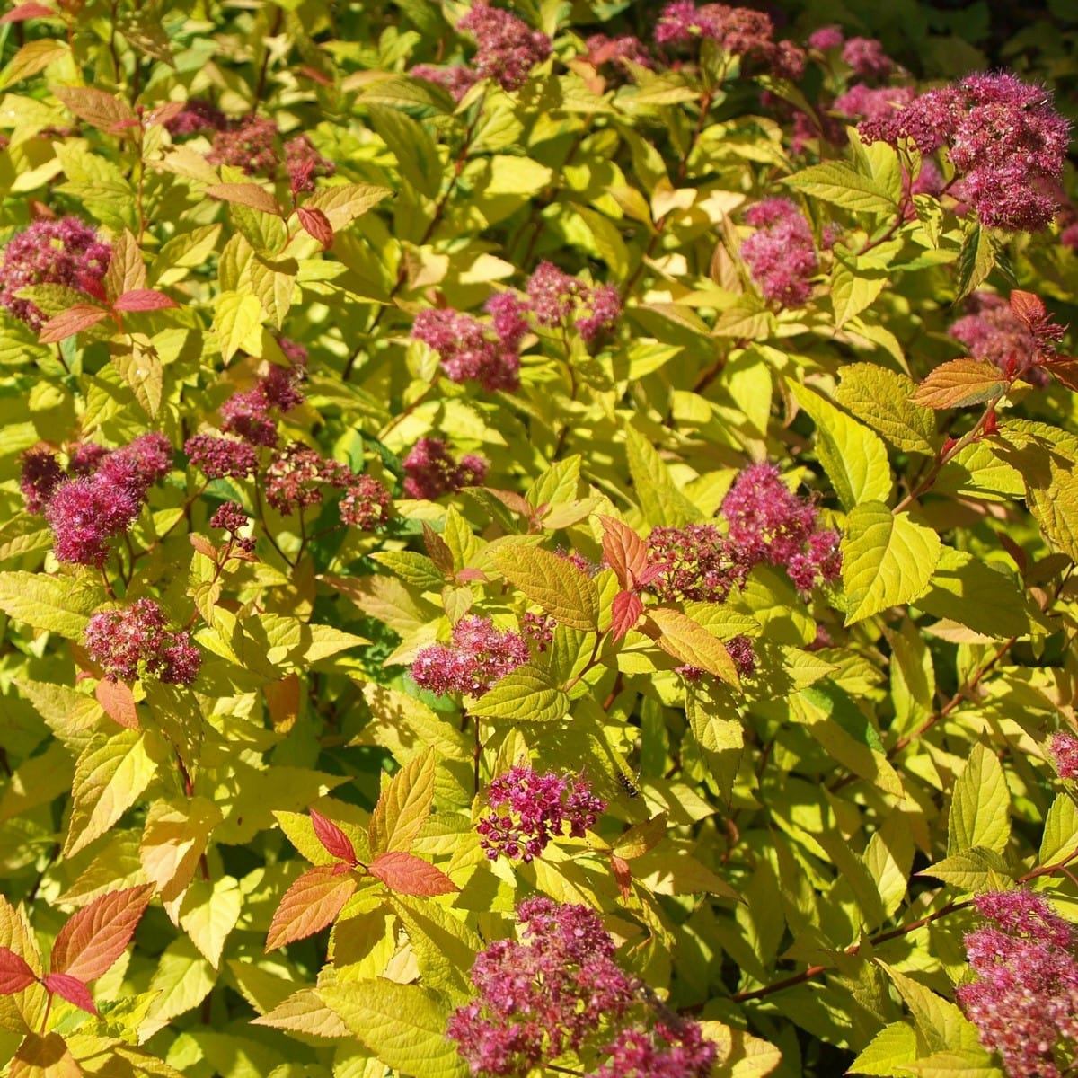 SPIRAEA GOLDFLAME 2 W-min